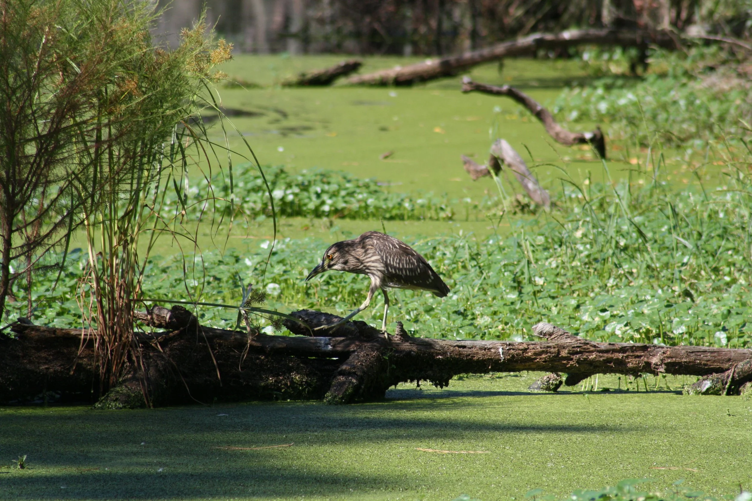 Yellow Crowned Night Heron, Skidaway Island, GA, 2025.