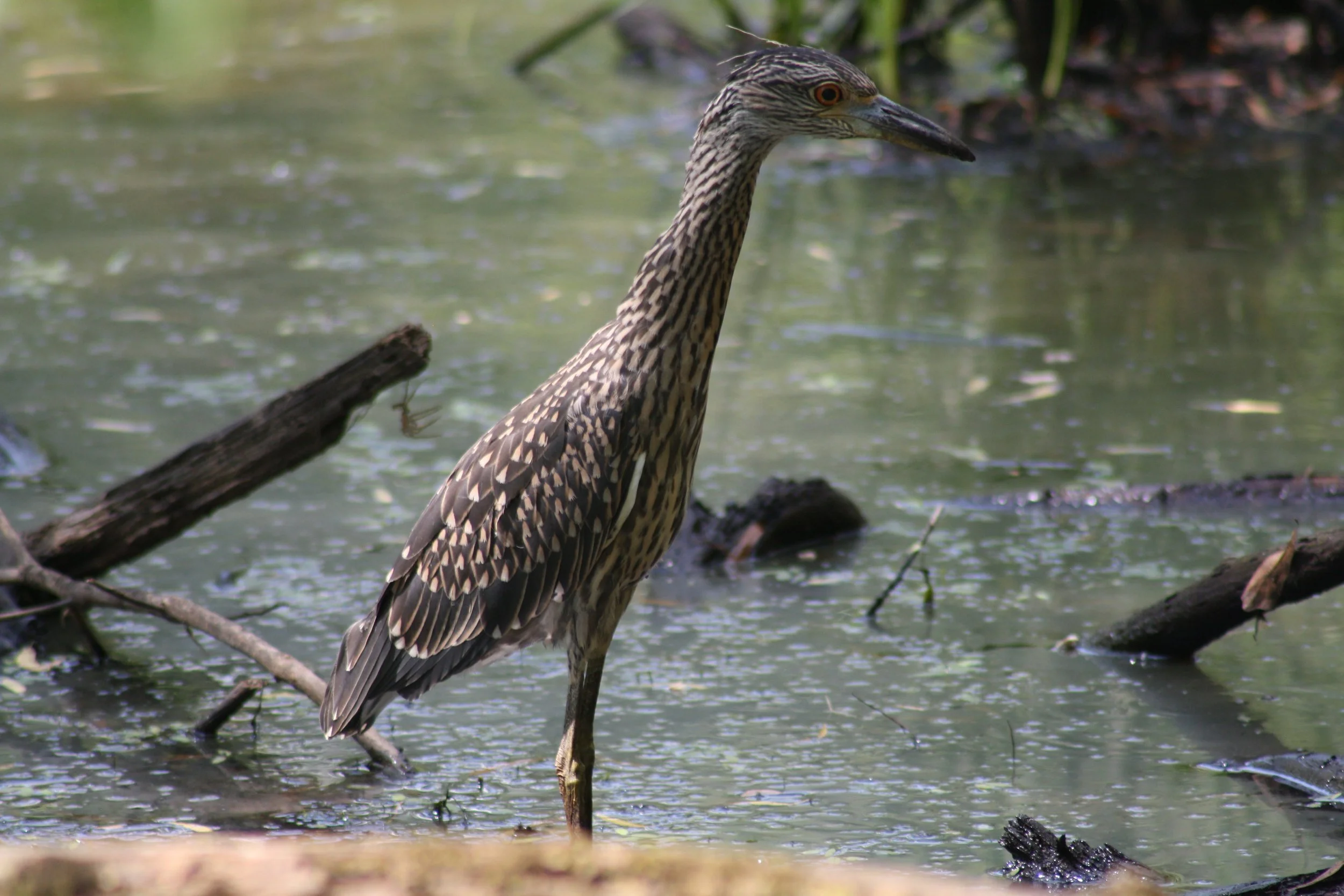 Yellow Crowned Night Heron, Suwanee, GA, 2025.