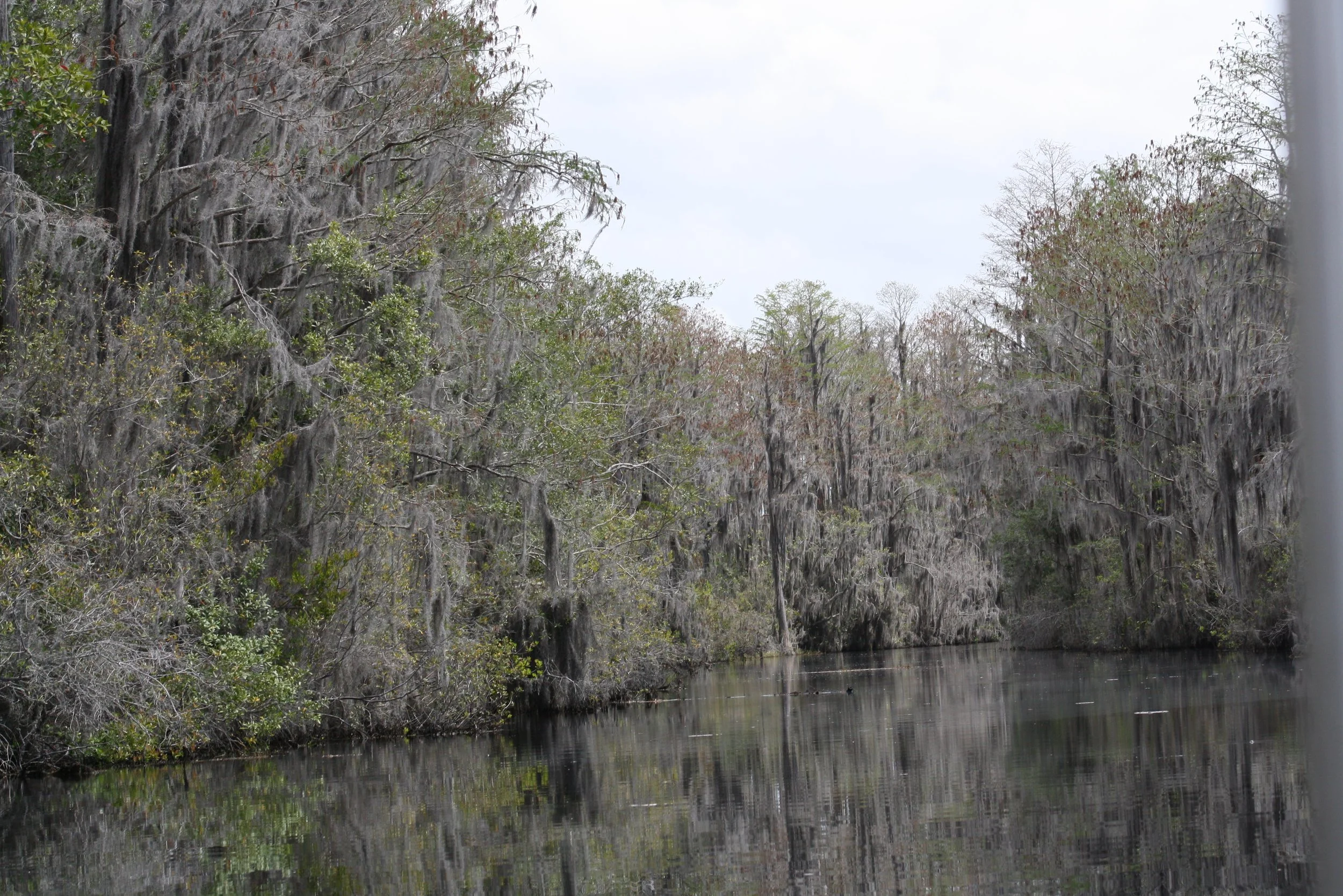 Okefenokee Swamp, GA, 2025.