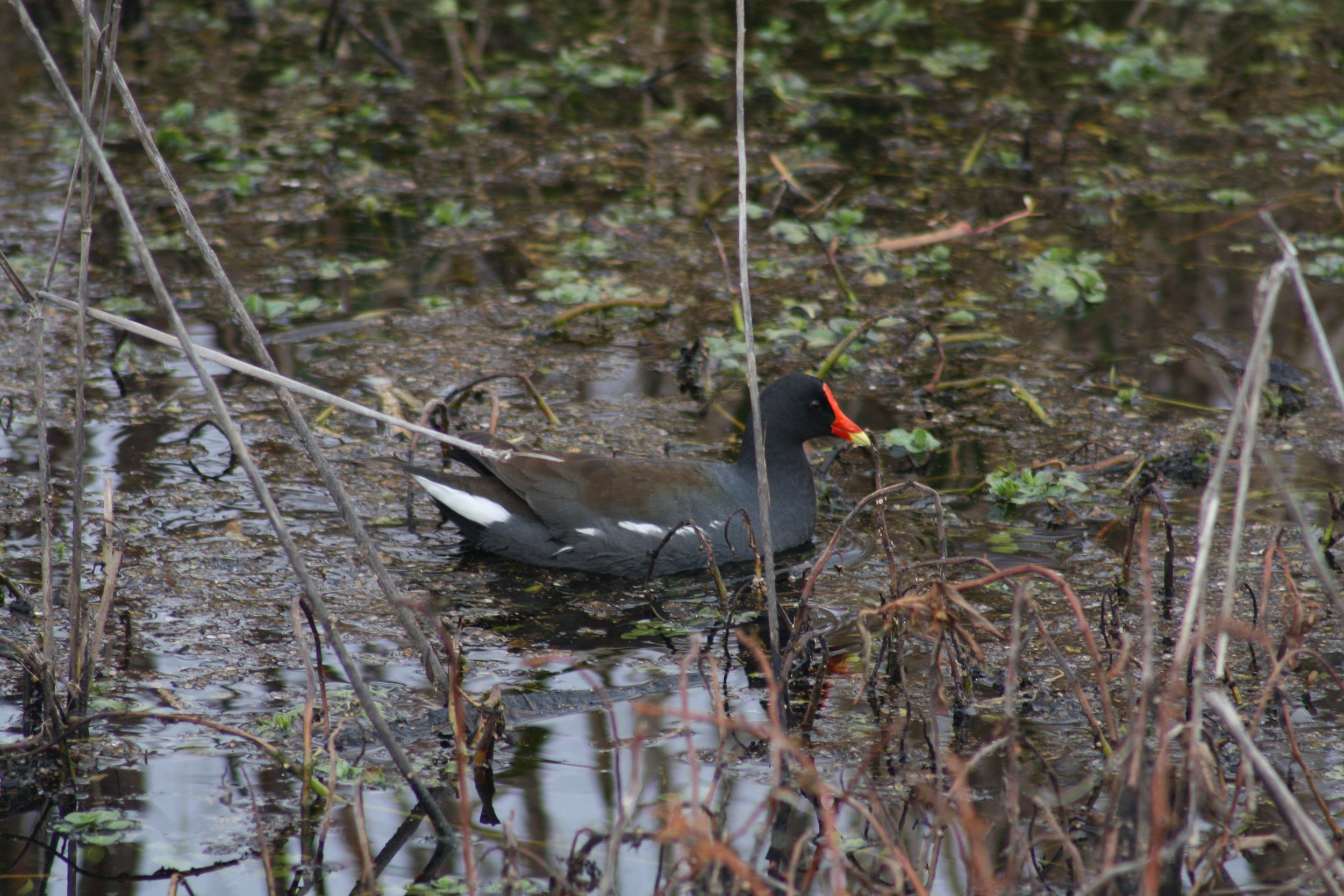 Common Gallinule, Savannah, GA, 2026.
