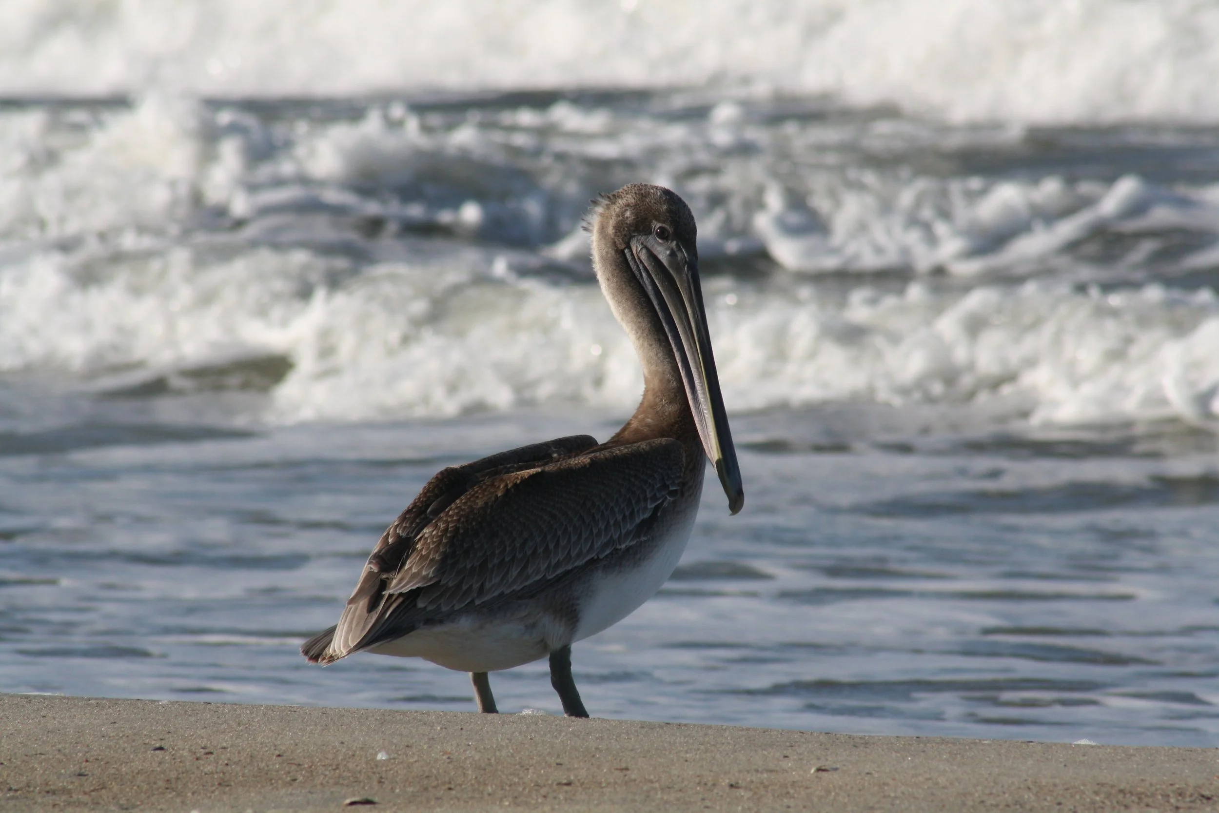 Brown Pelican, Tybee Island, GA, 2025.