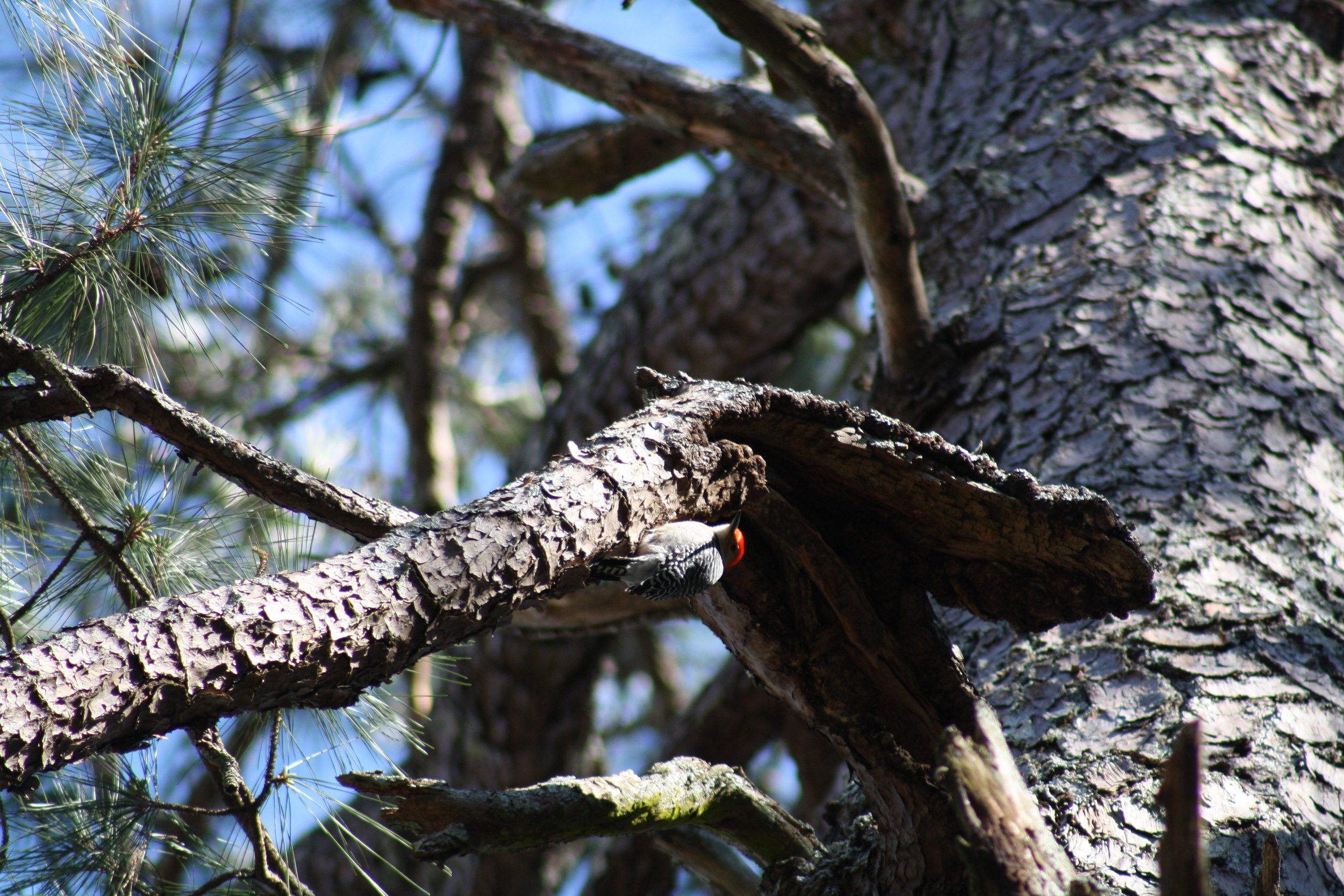 Red Bellied Woodpecker, Atlanta, GA, 2025.