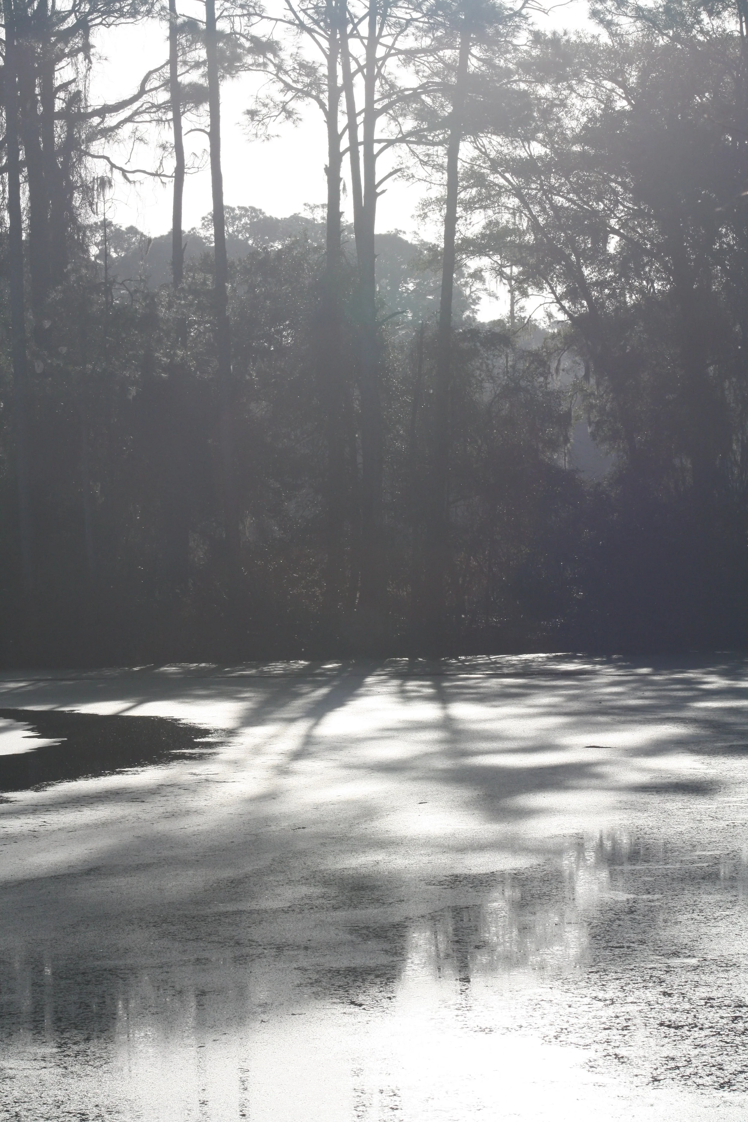 Jekyll Island, GA, 2026.