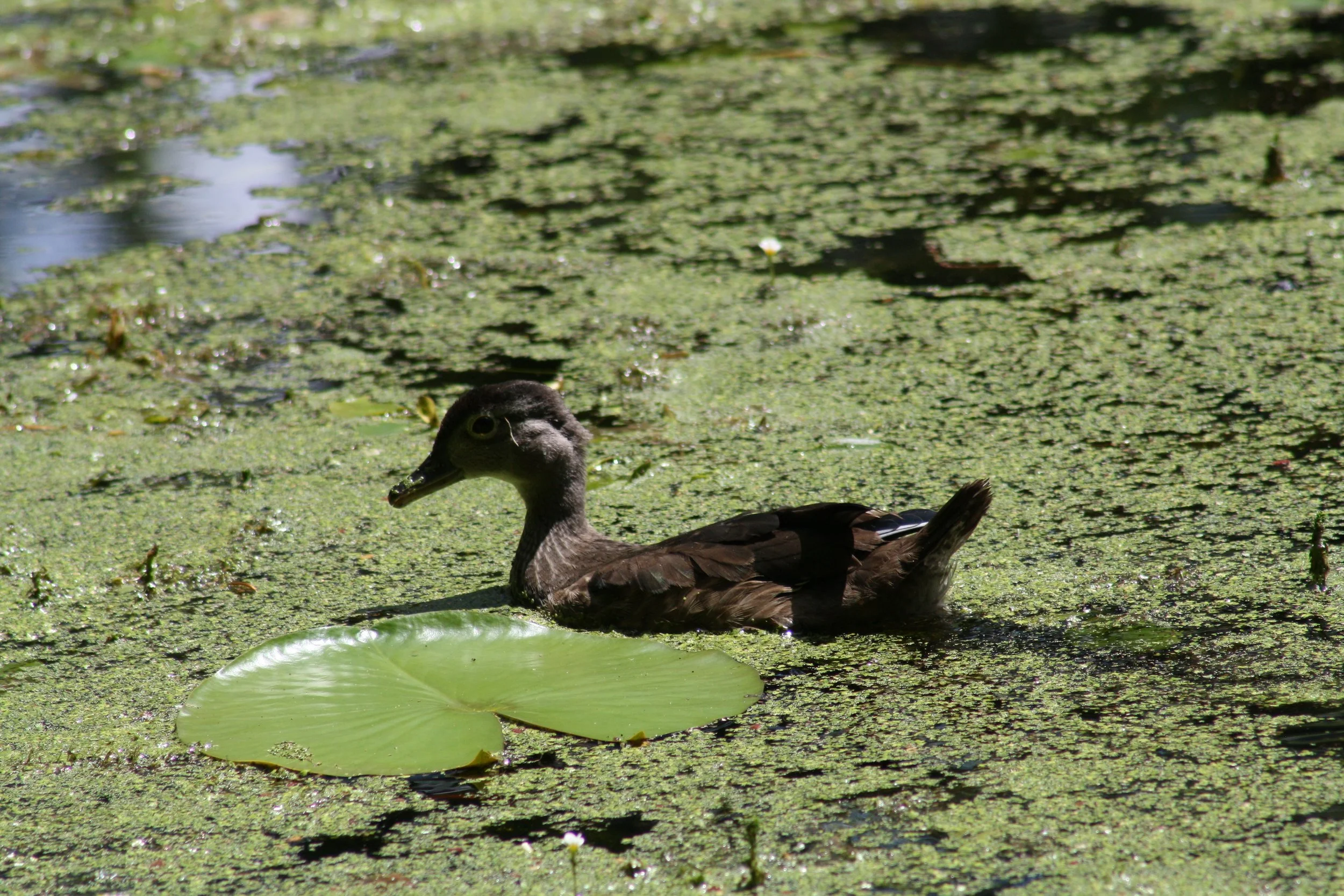 Wood Duck, Charleston, SC, 2026.