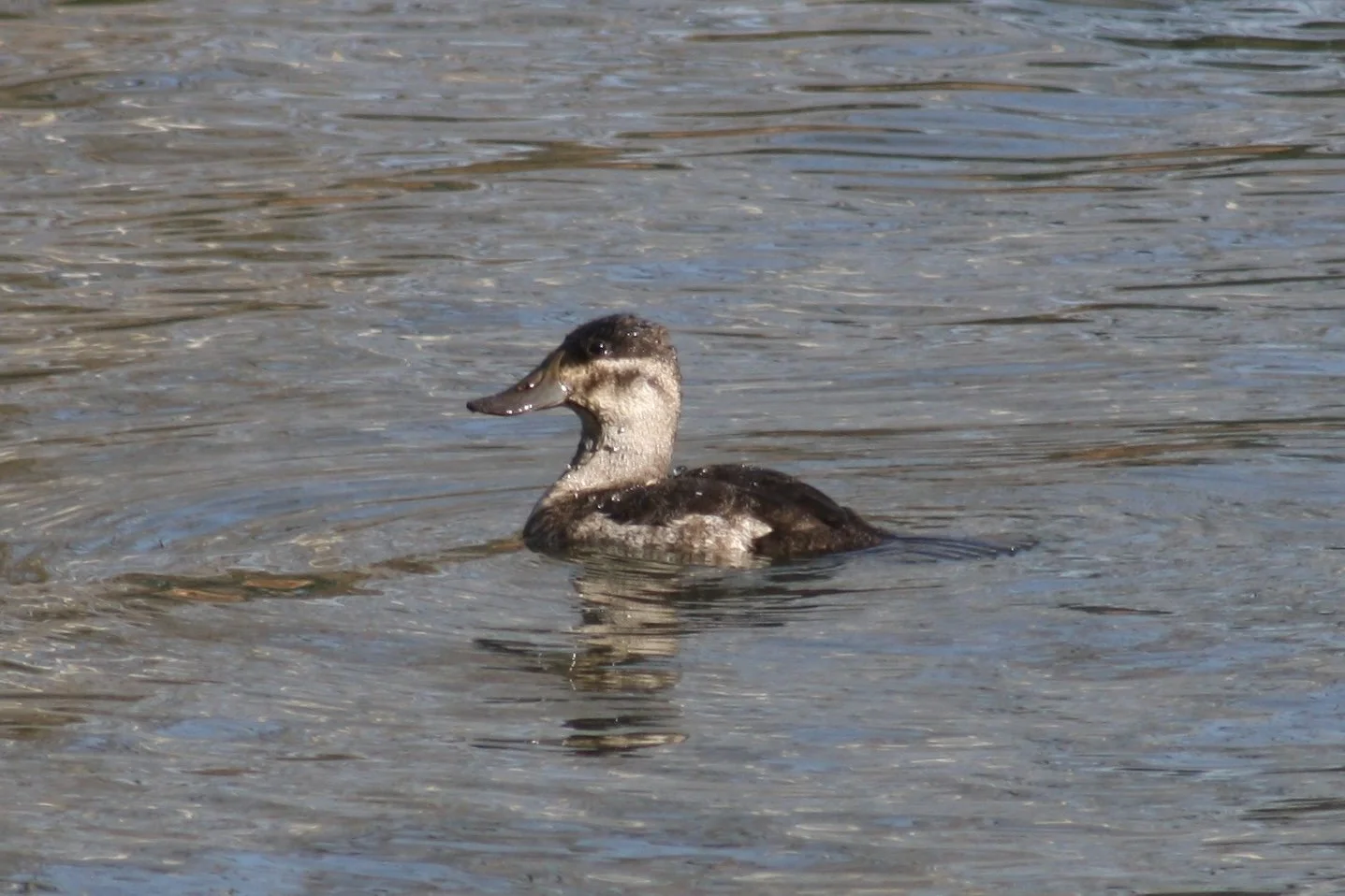 Ruddy Duck, Savannah, GA, 2026.