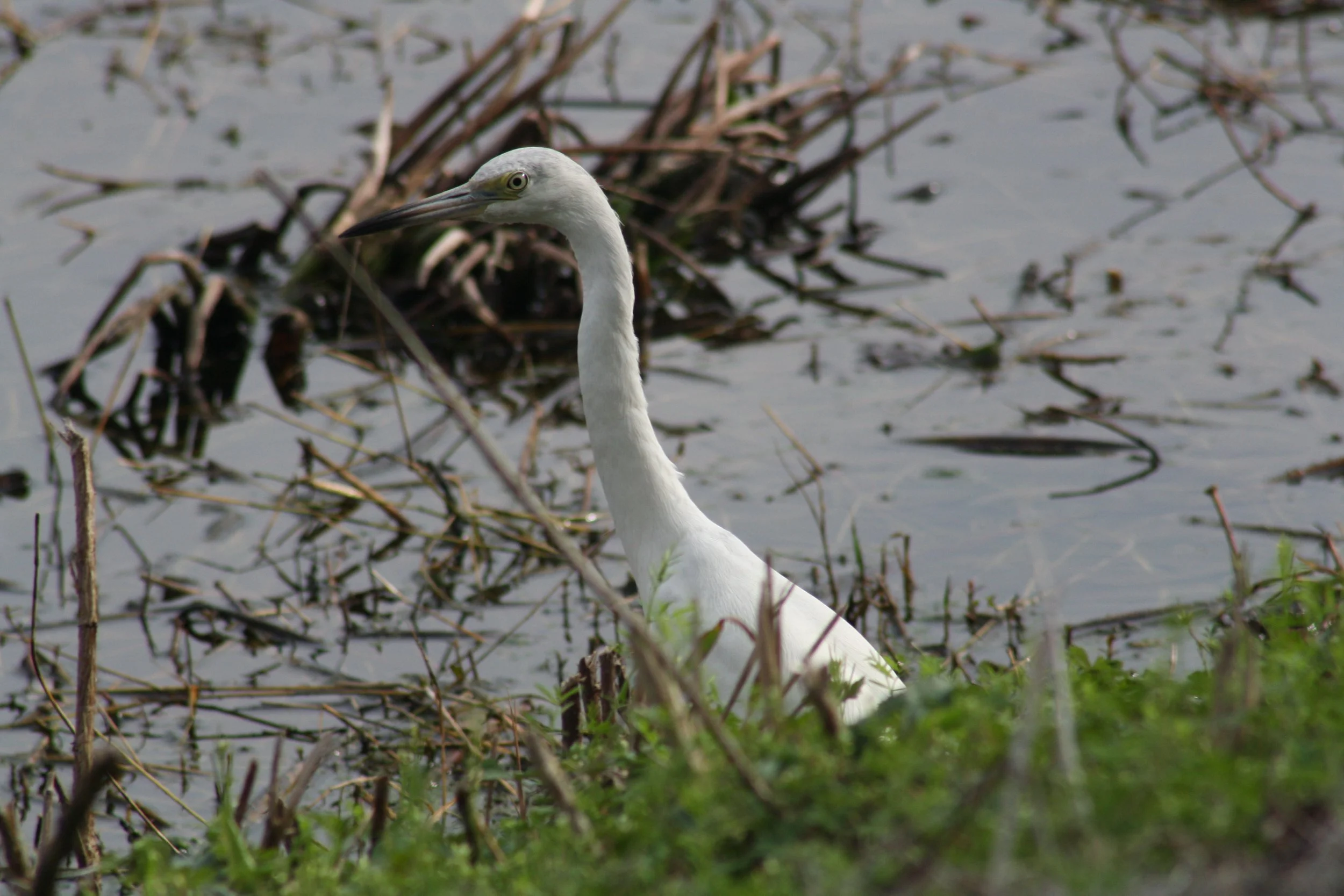 Little Blue Heron, Savannah, GA, 2026.