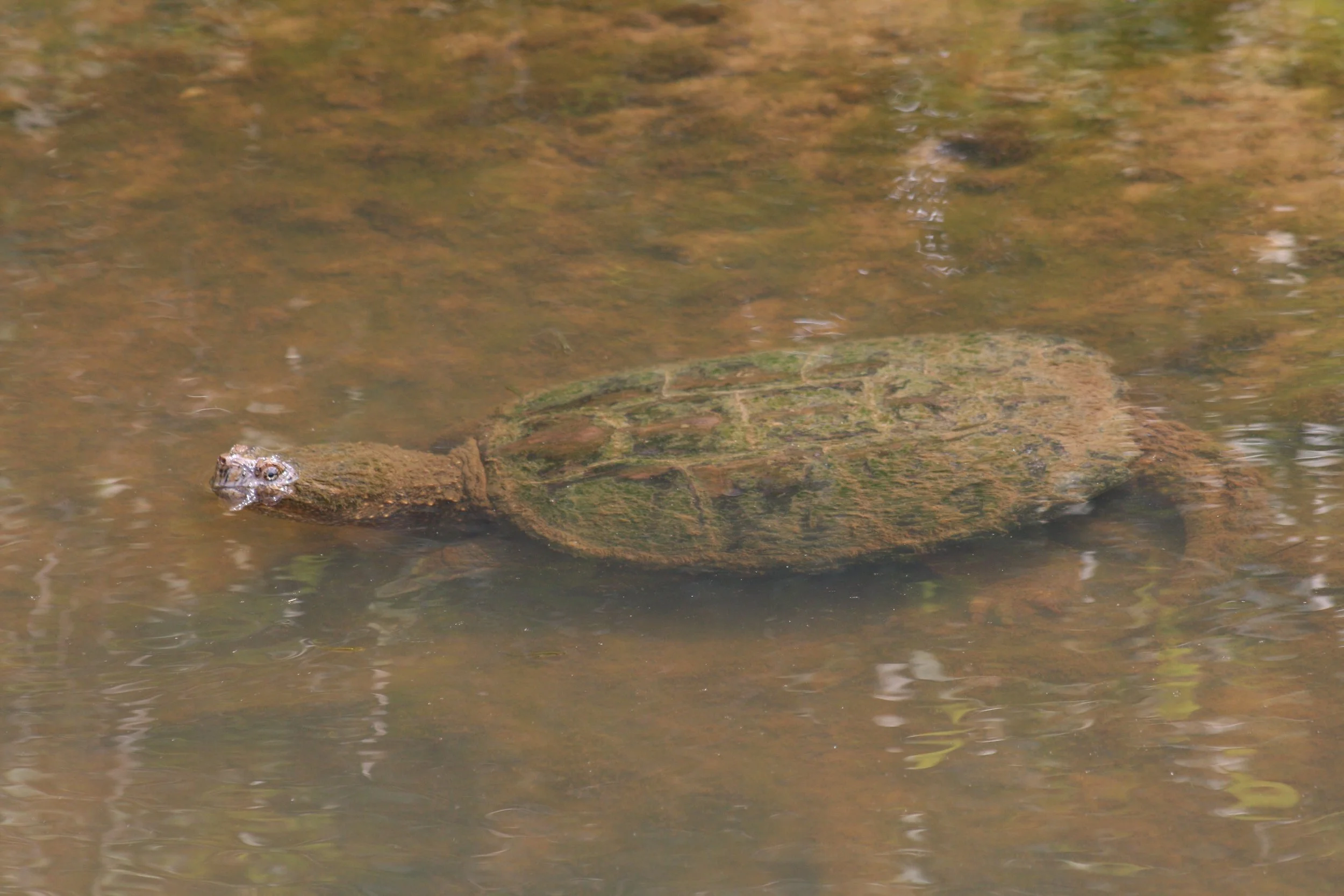 Turtle, Cochran Shoals, GA, 2025.