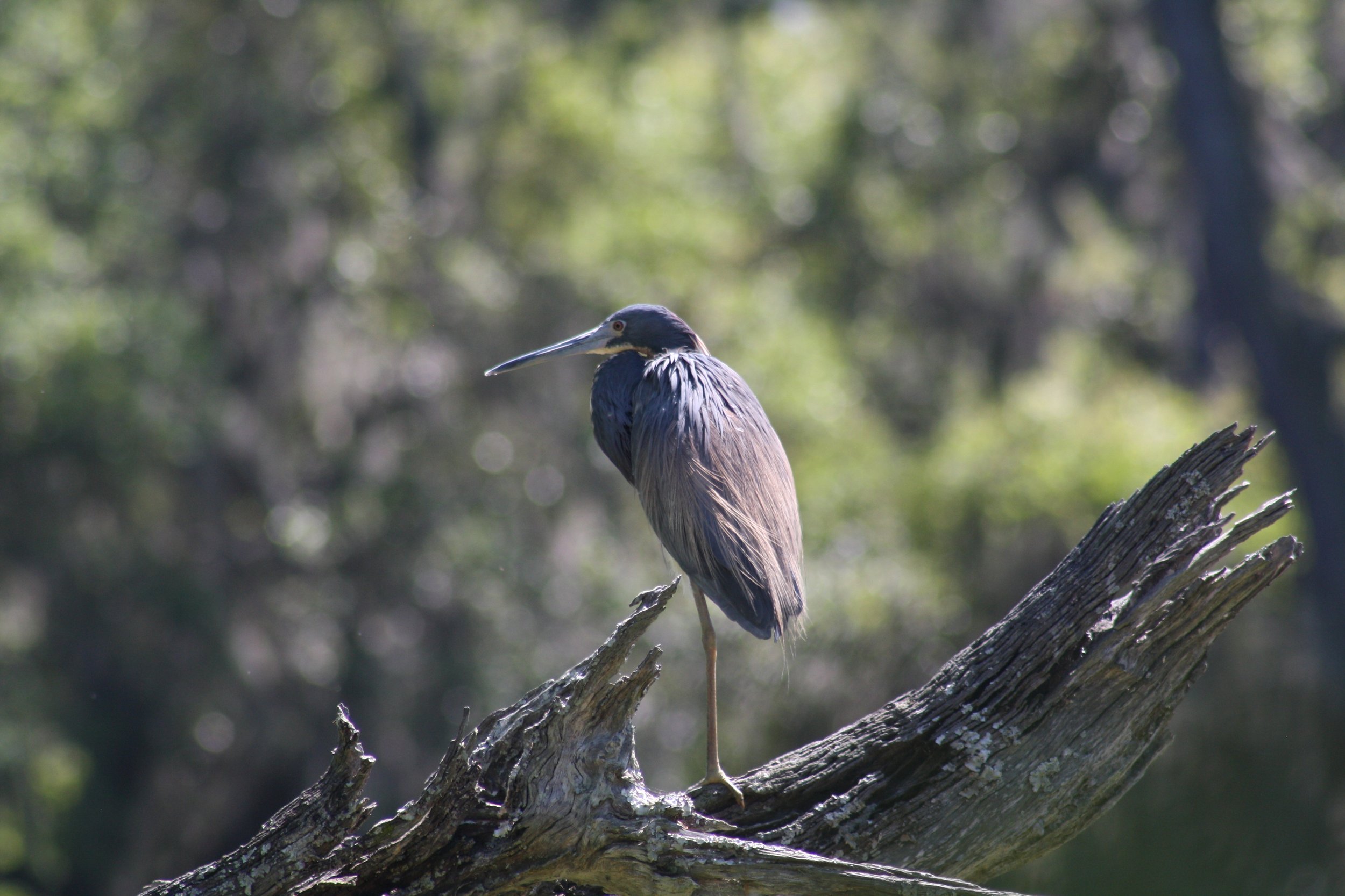Tricolored Heron, Savannah, GA, 2026.