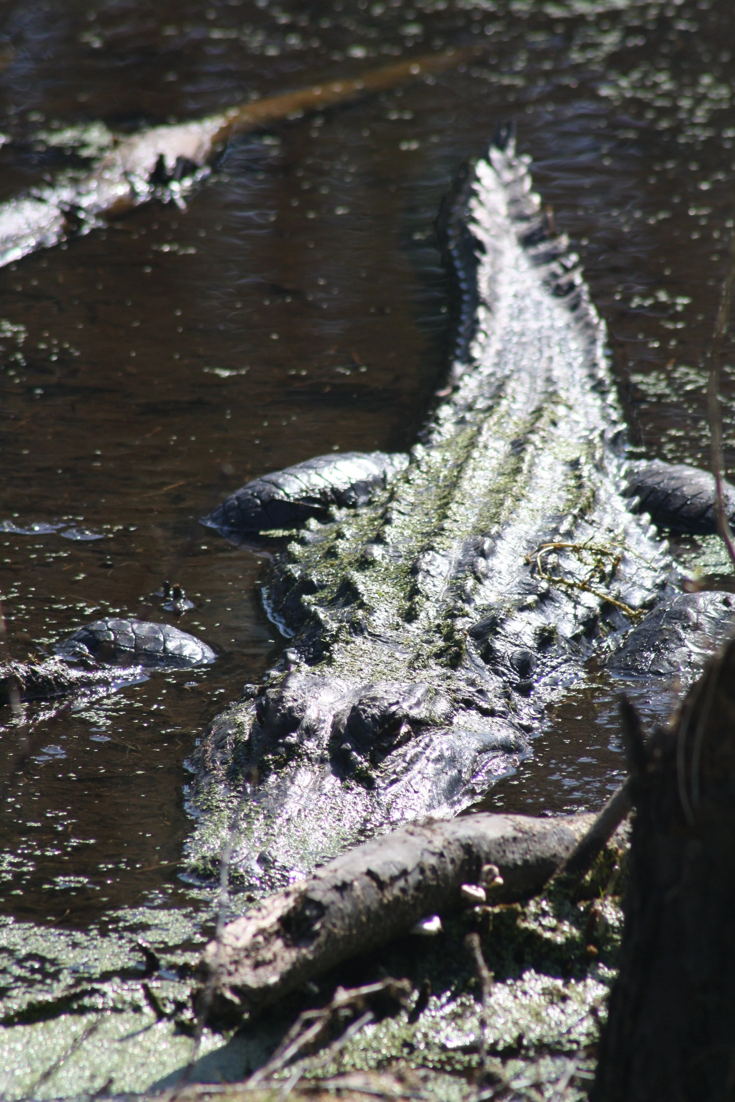 Alligator, Hilton Head Island, SC, 2026.
