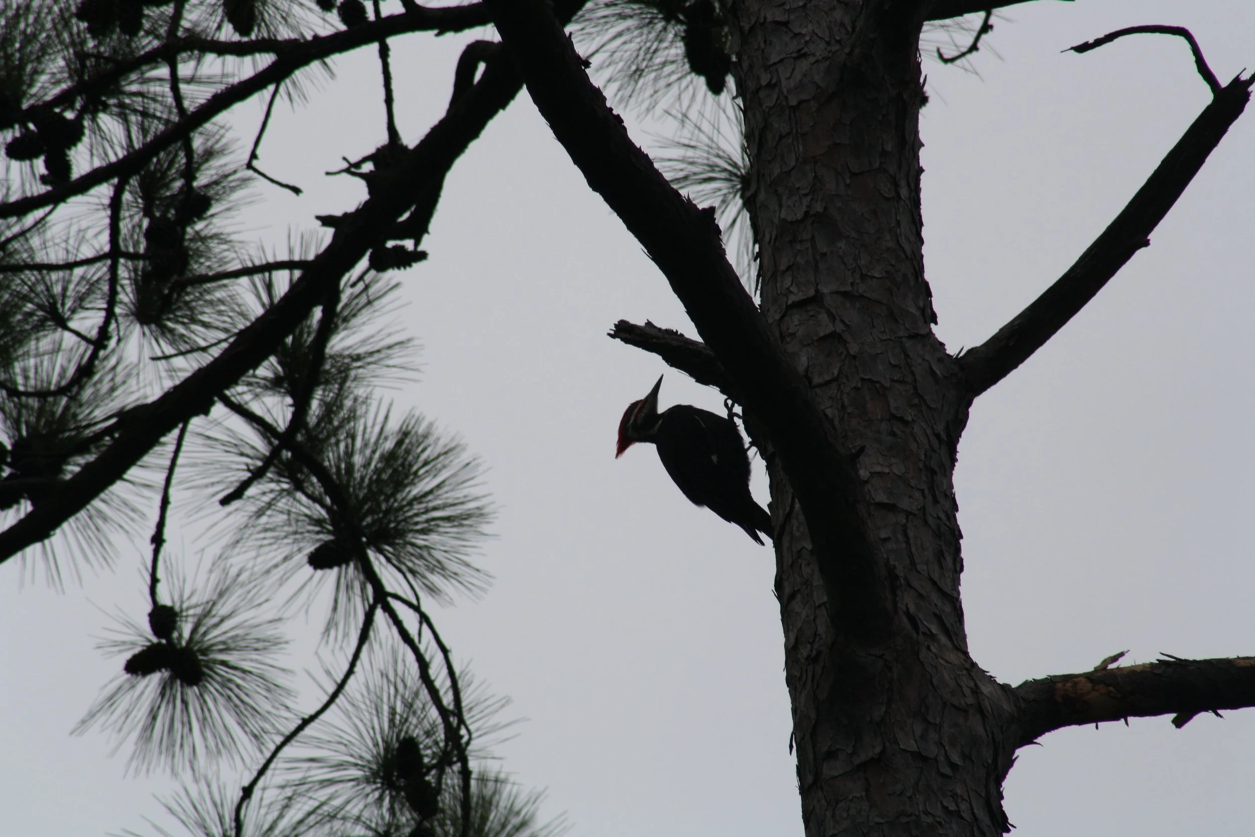 Pileated Woodpecker, Skidaway Island, GA, 2025.
