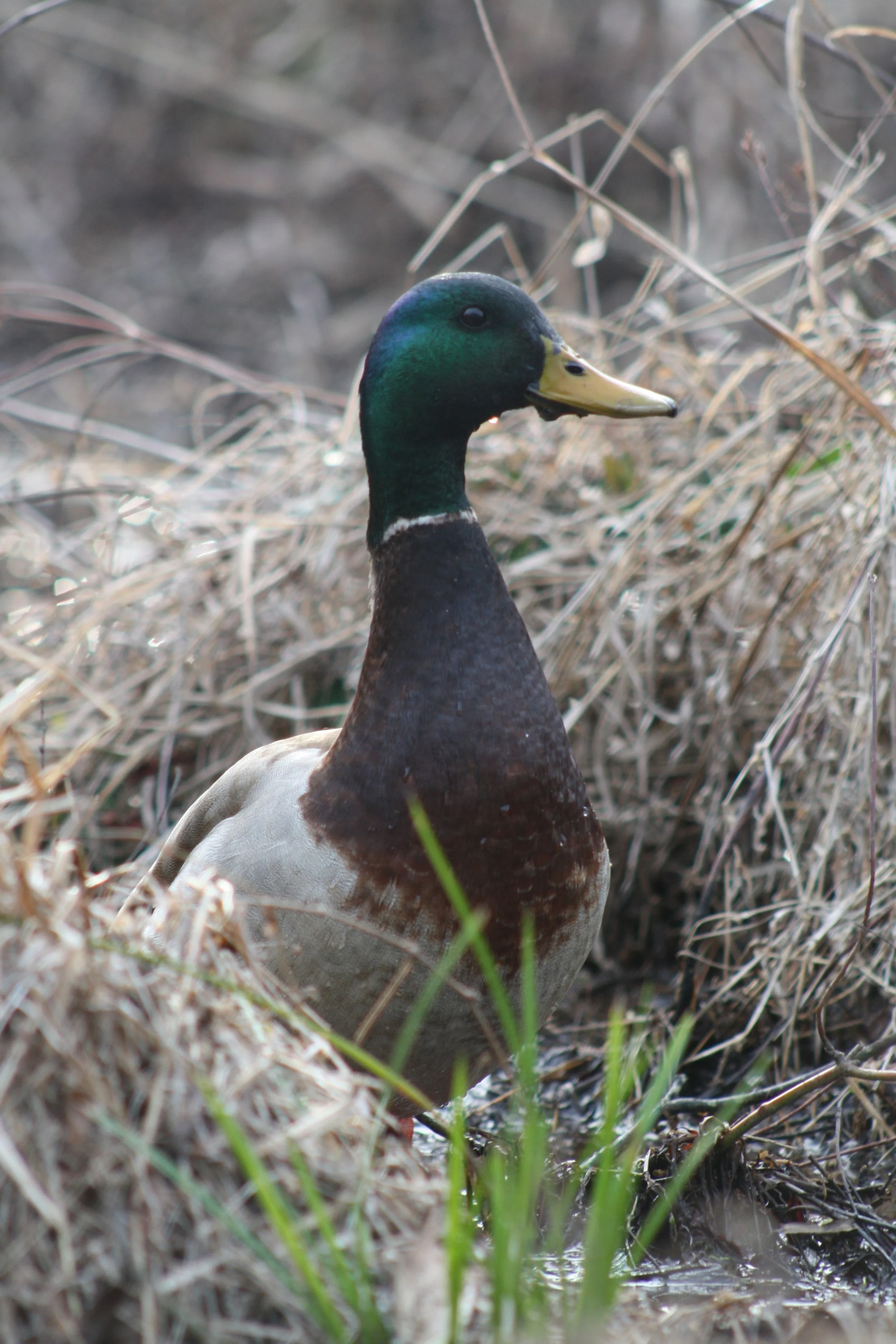 Mallard, Cochran Shoals, GA, 2025. 