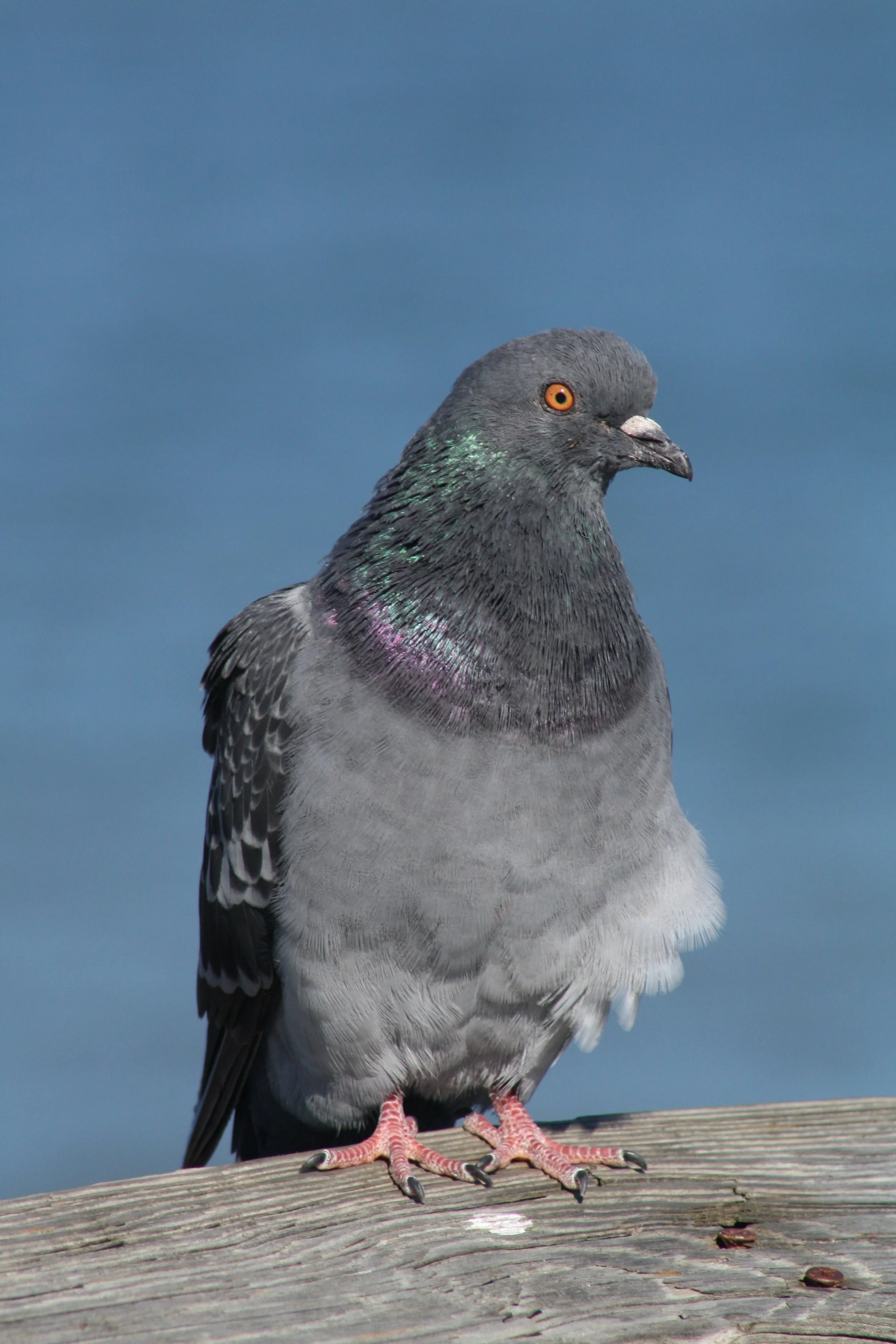 Rock Pigeon, Tybee Island, GA, 2025.