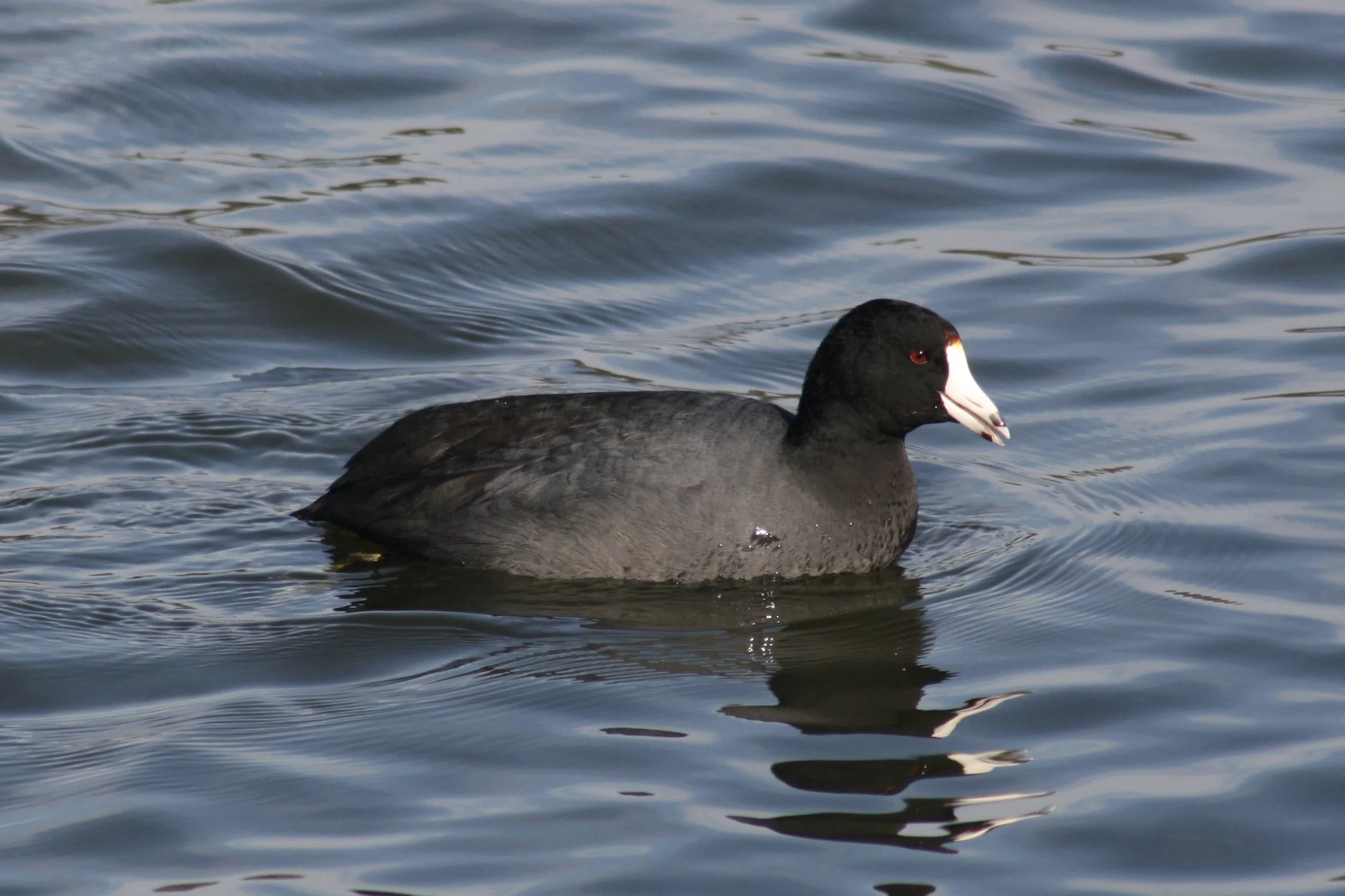American Coot, Savannah, GA, 2026.