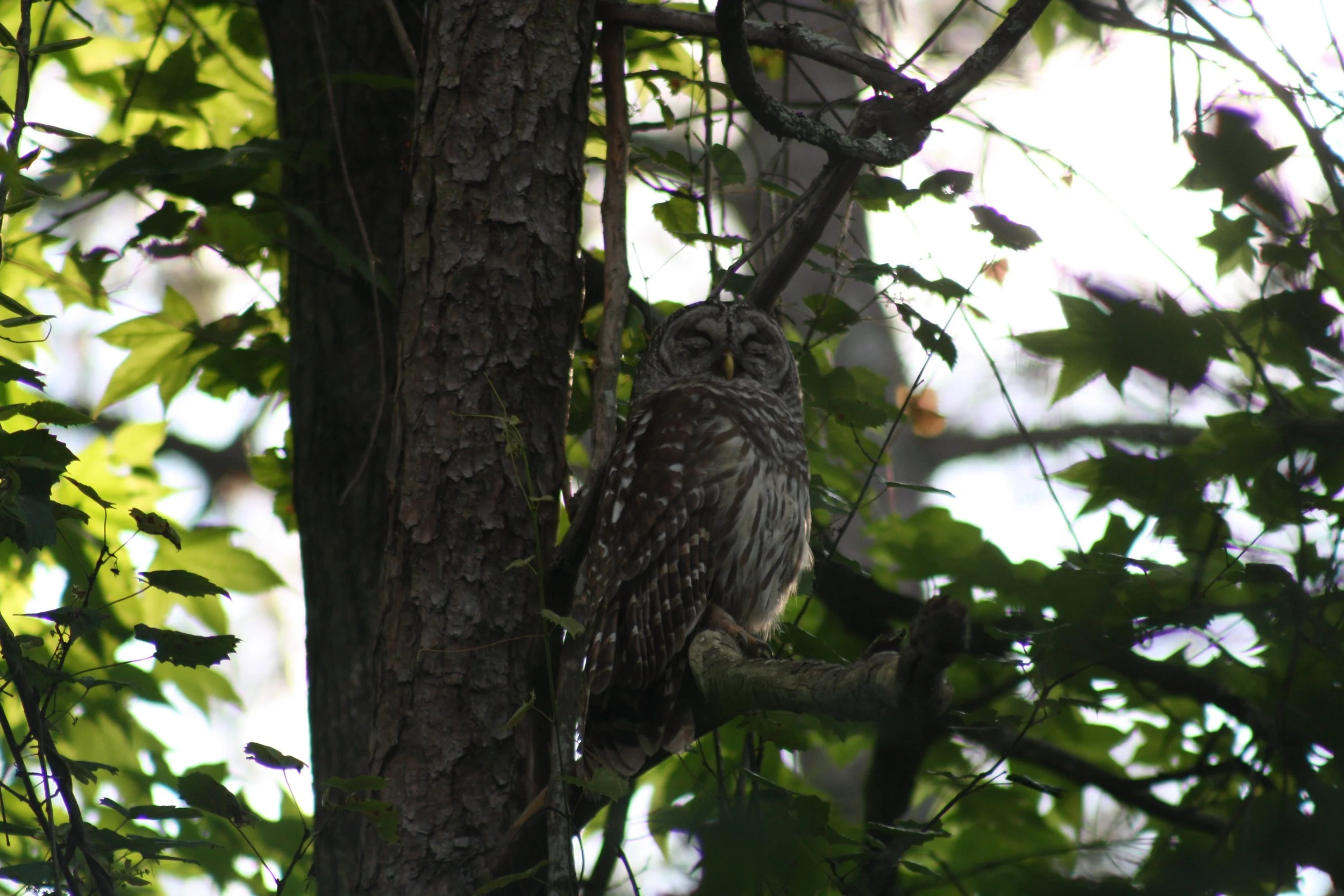 Barred Owl, Cochran Shoals, GA, 2025.
