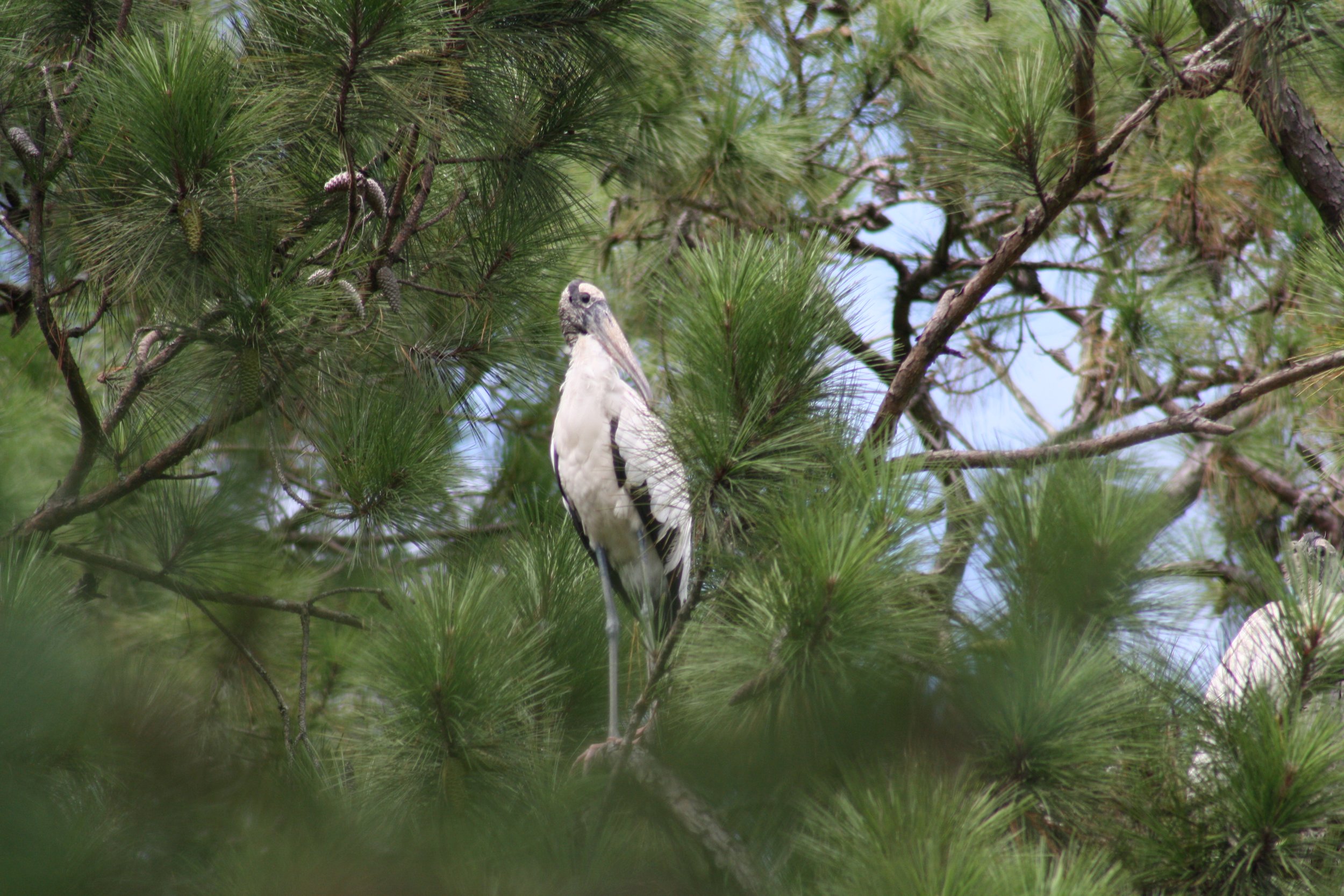 Wood Stork, Skidaway Island, GA, 2025.