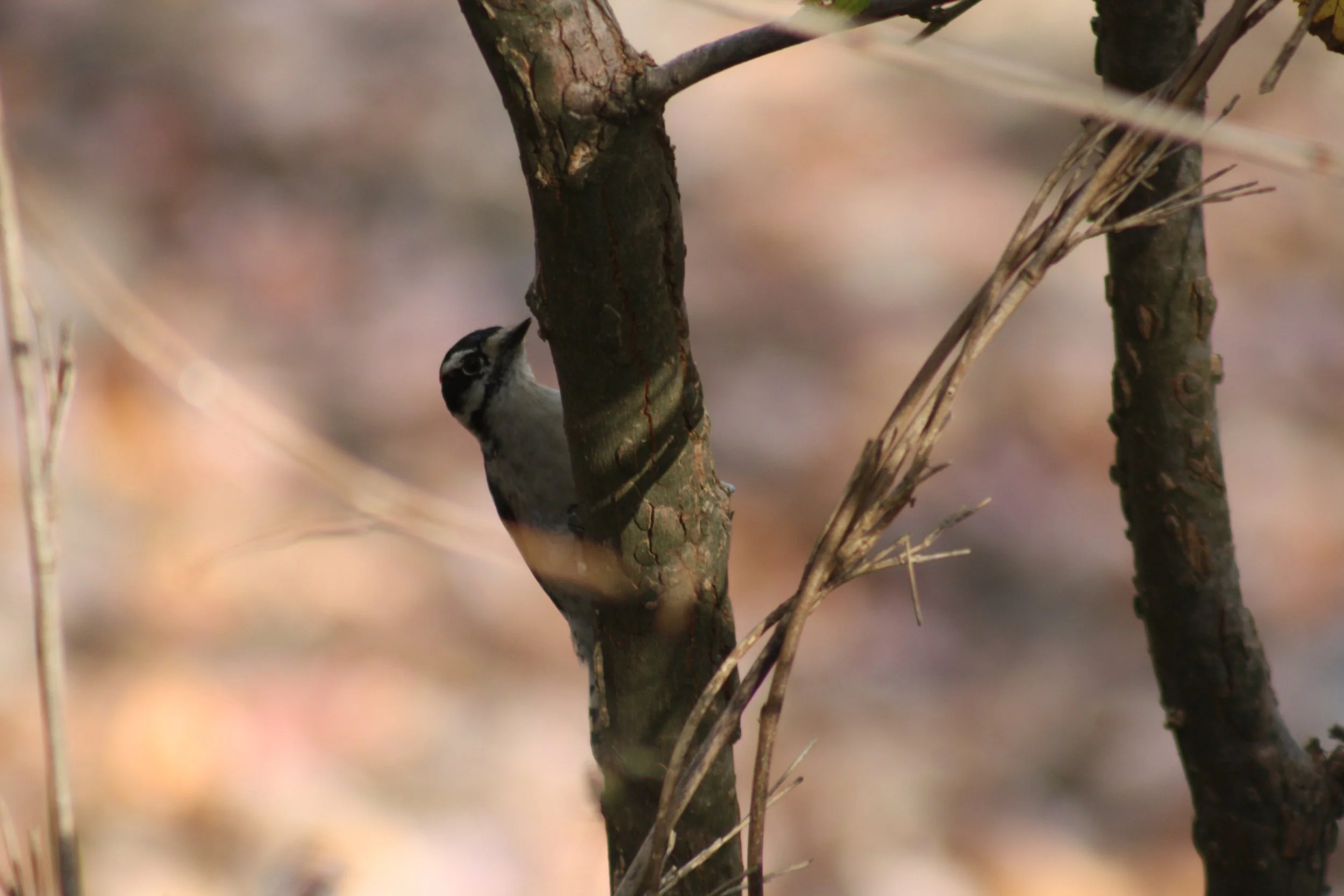 Downy Woodpecker, Atlanta, GA, 2025.