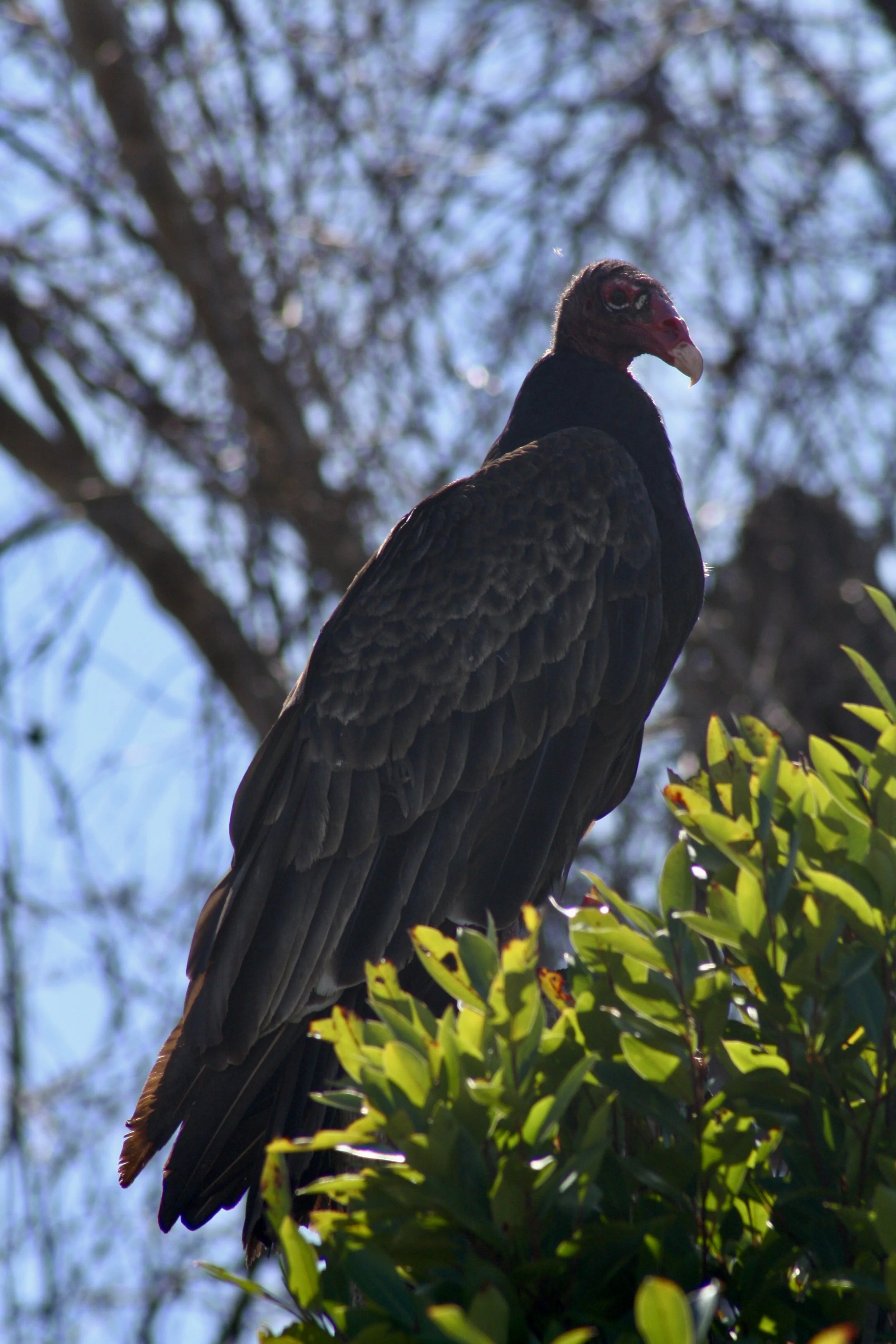 Turkey Vulture, Savannah, GA, 2026.