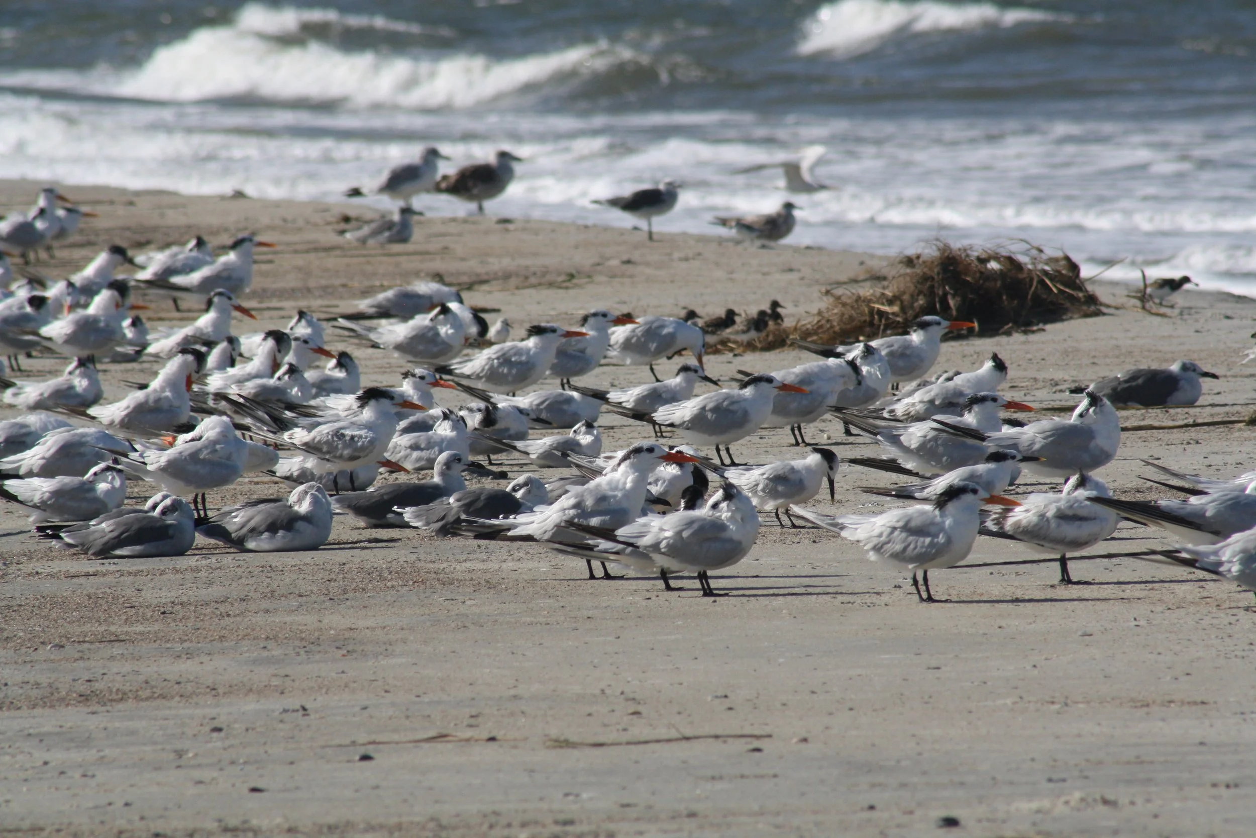 Royal Tern, Tybee Island, GA, 2025.