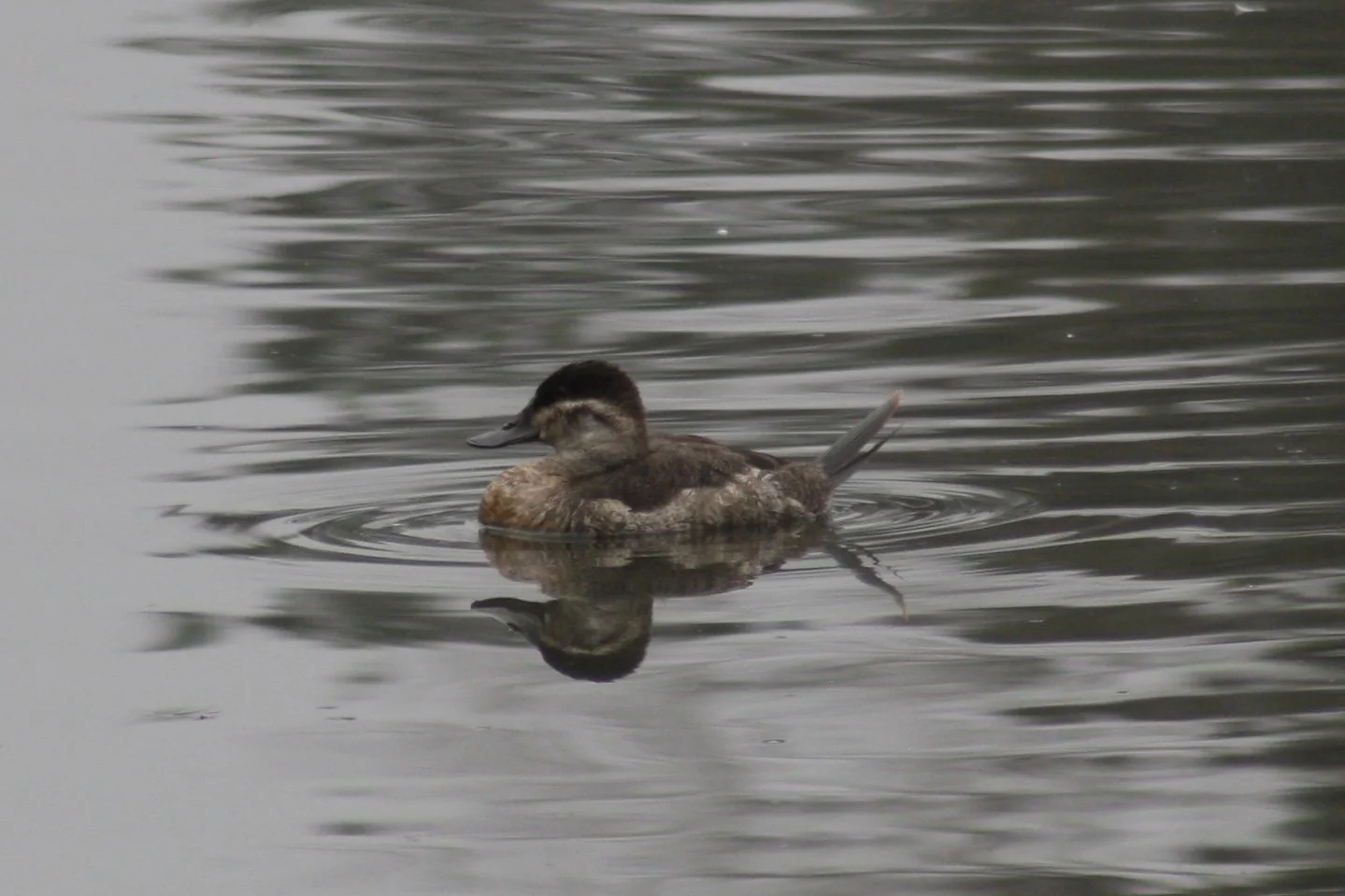 Ruddy Duck, Savannah, GA, 2026.