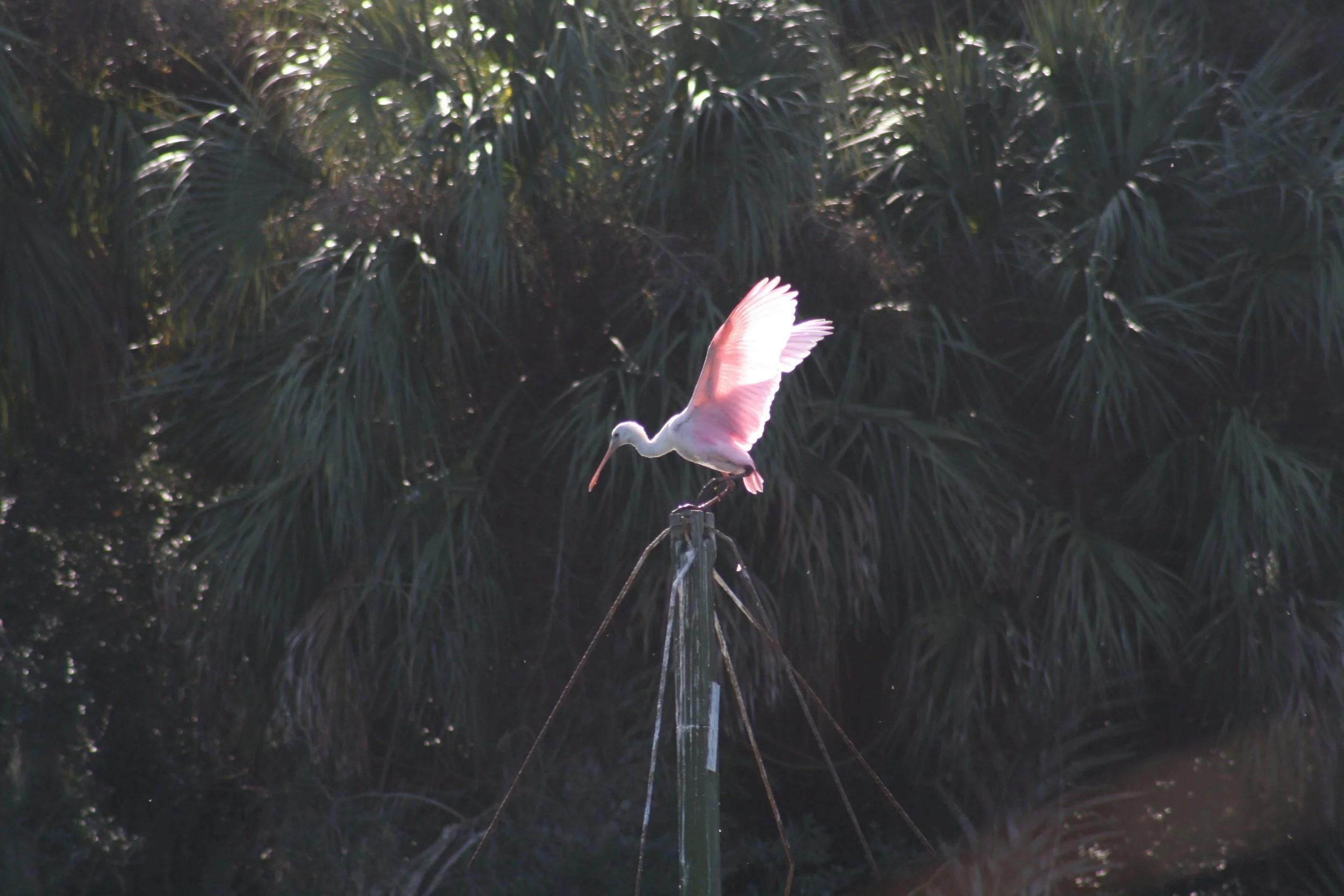 Roseate Spoonbill, Skidaway Island, GA, 2025.