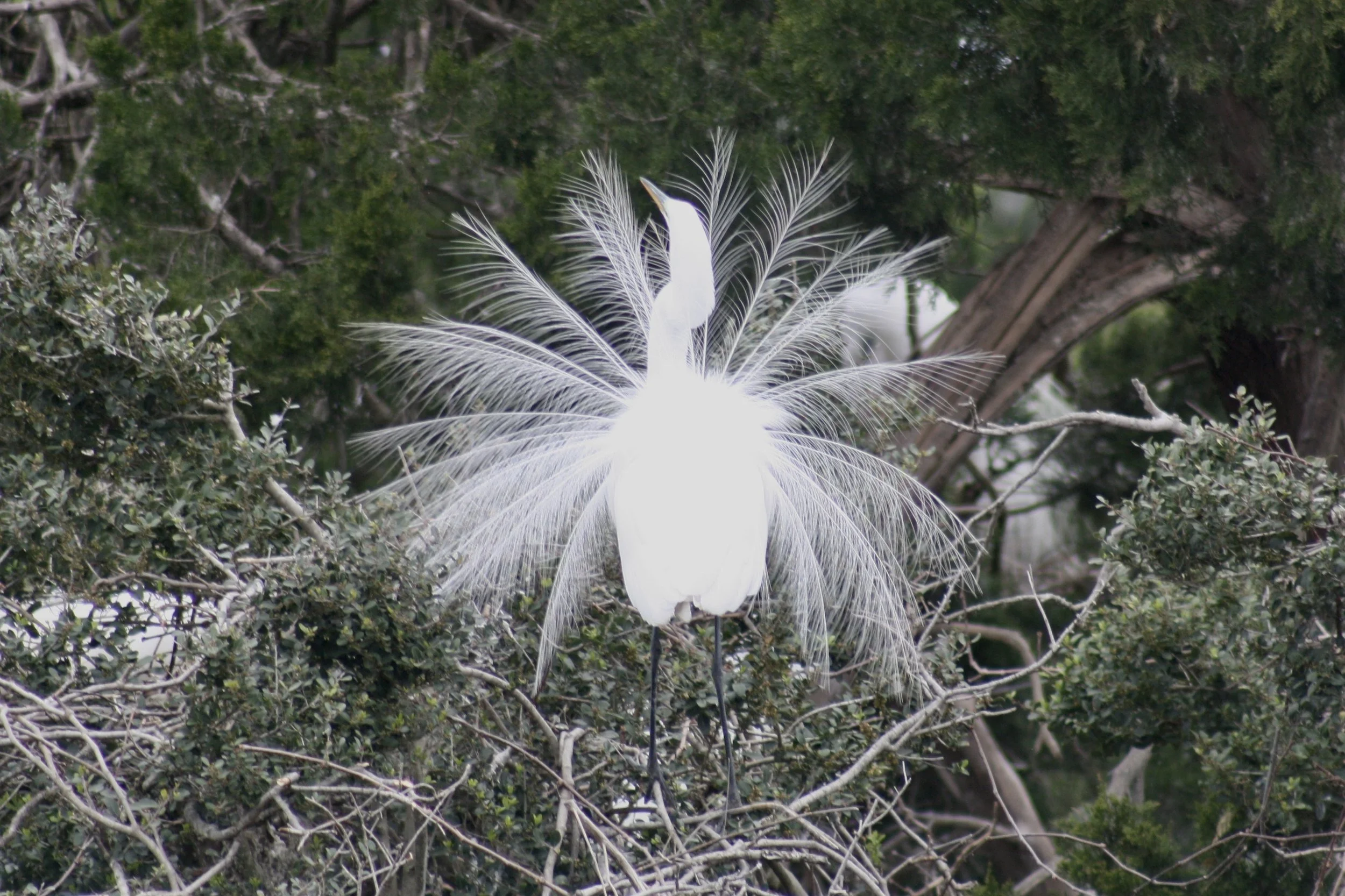 Great Egret, Hilton Head Island, SC, 2026.