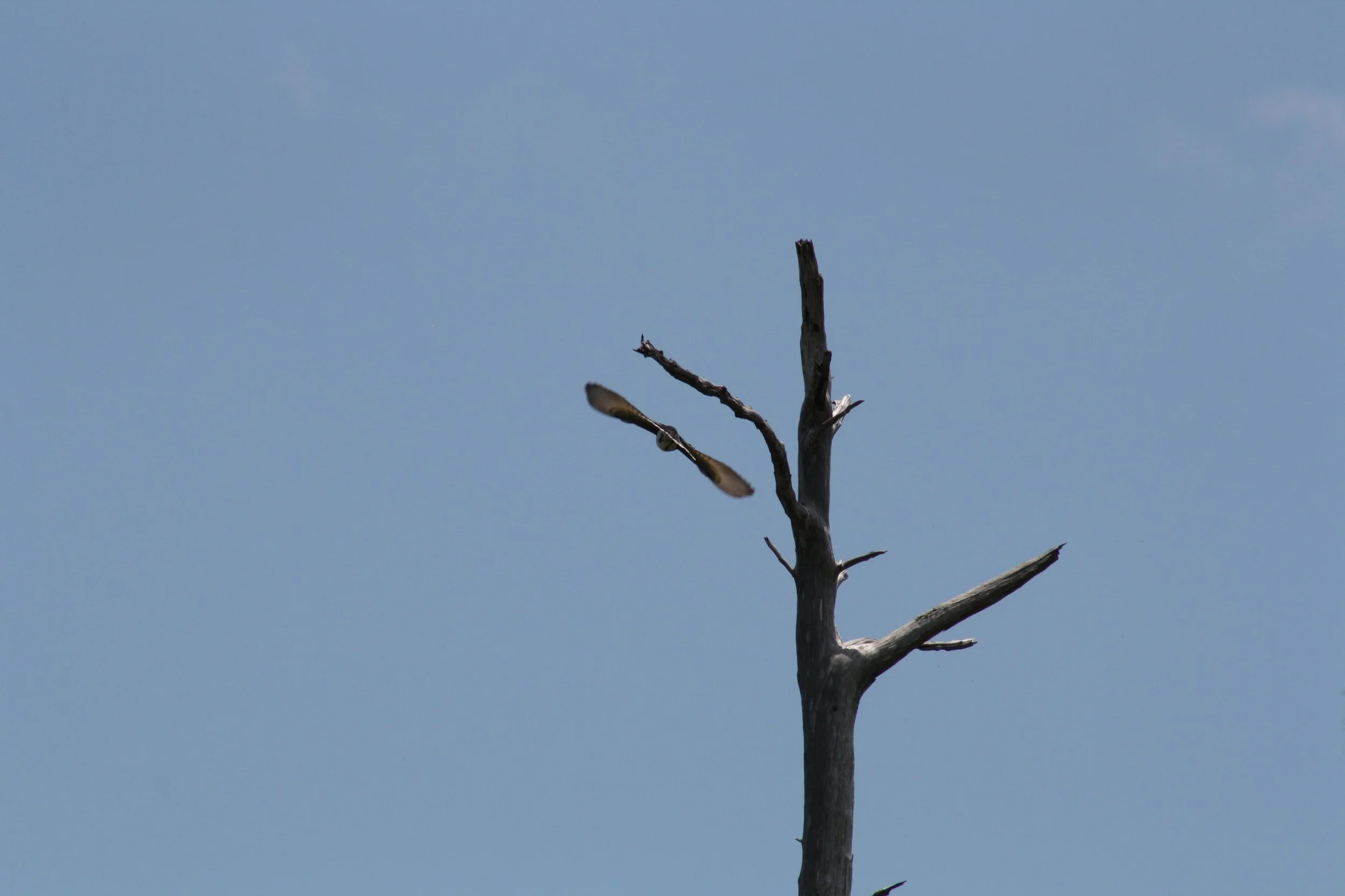 Black Vulture, Fort Pulaski, GA, 2025.
