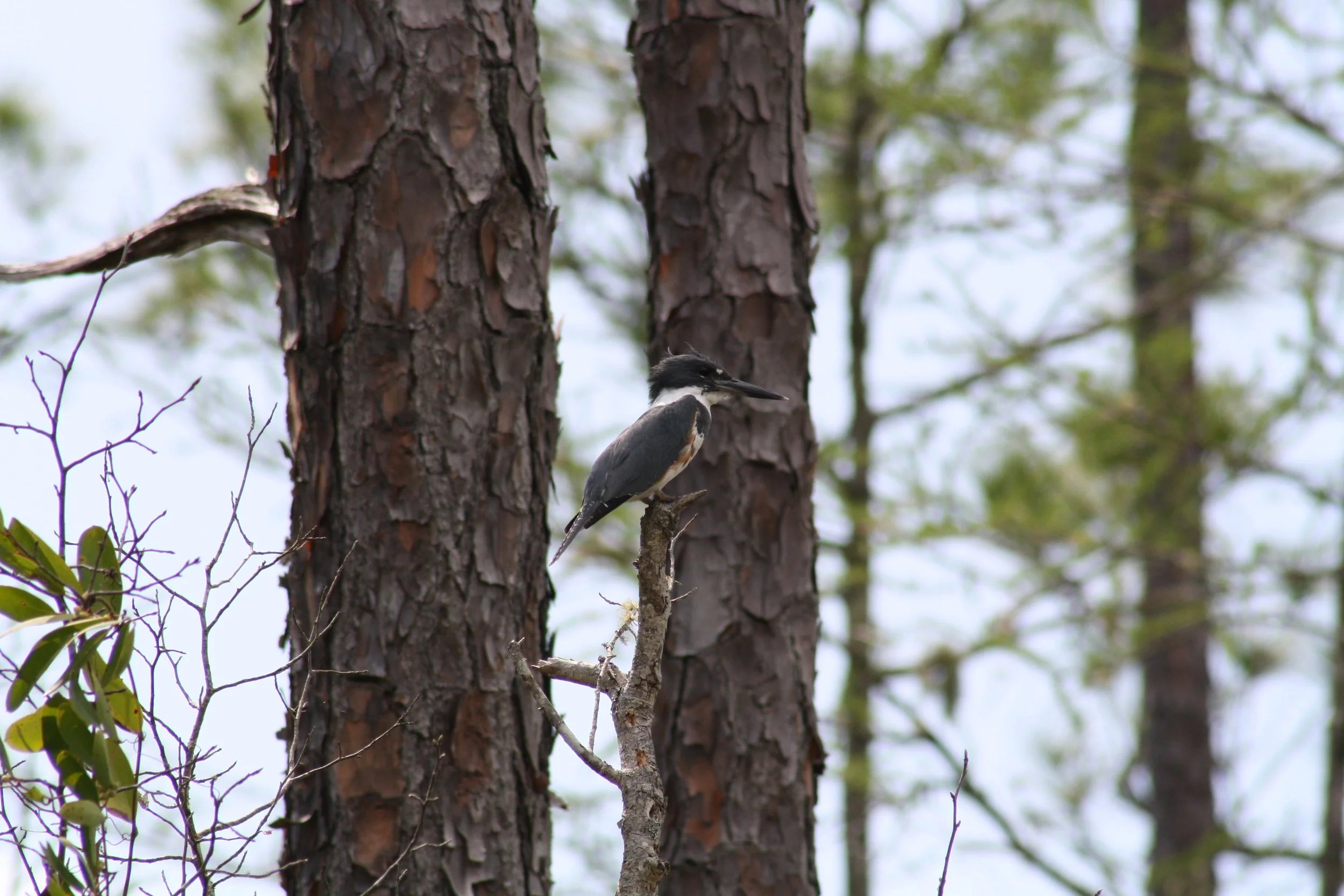 Belted Kingfisher, Okefenokee Swamp, GA, 2025.