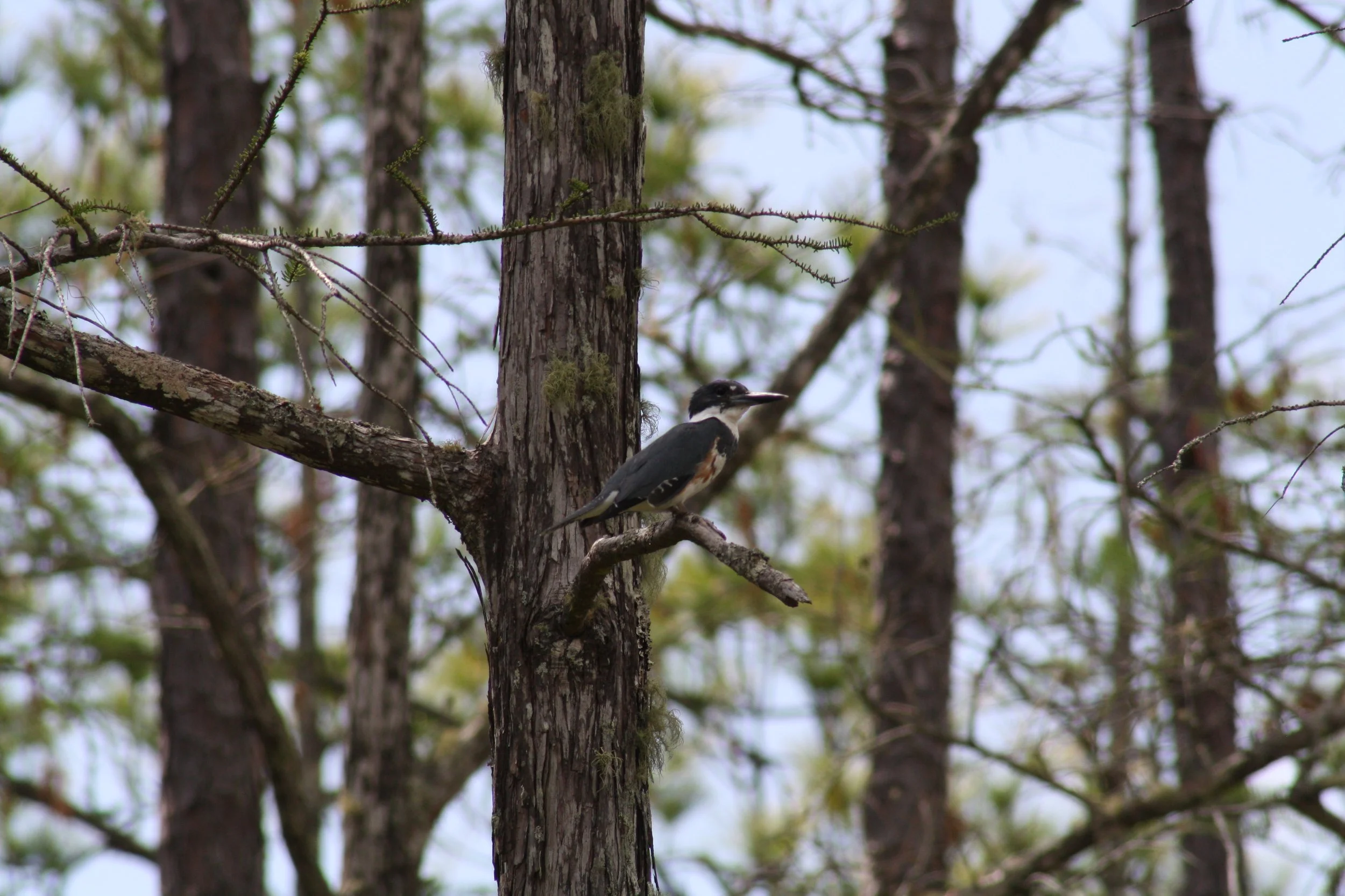 Belted Kingfisher, Okefenokee Swamp, GA, 2025.
