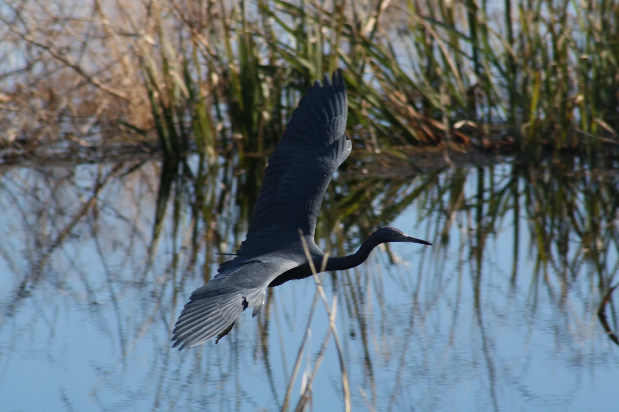 Little Blue Heron, Savannah, GA, 2025.