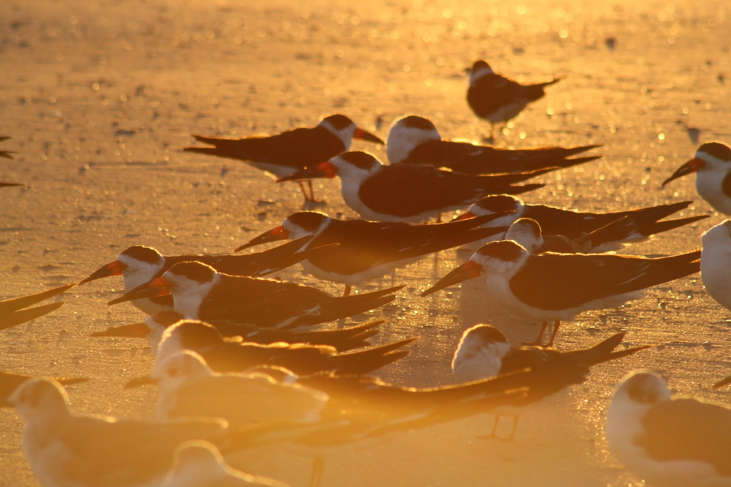 Black Skimmer, Tybee Island, GA, 2025.