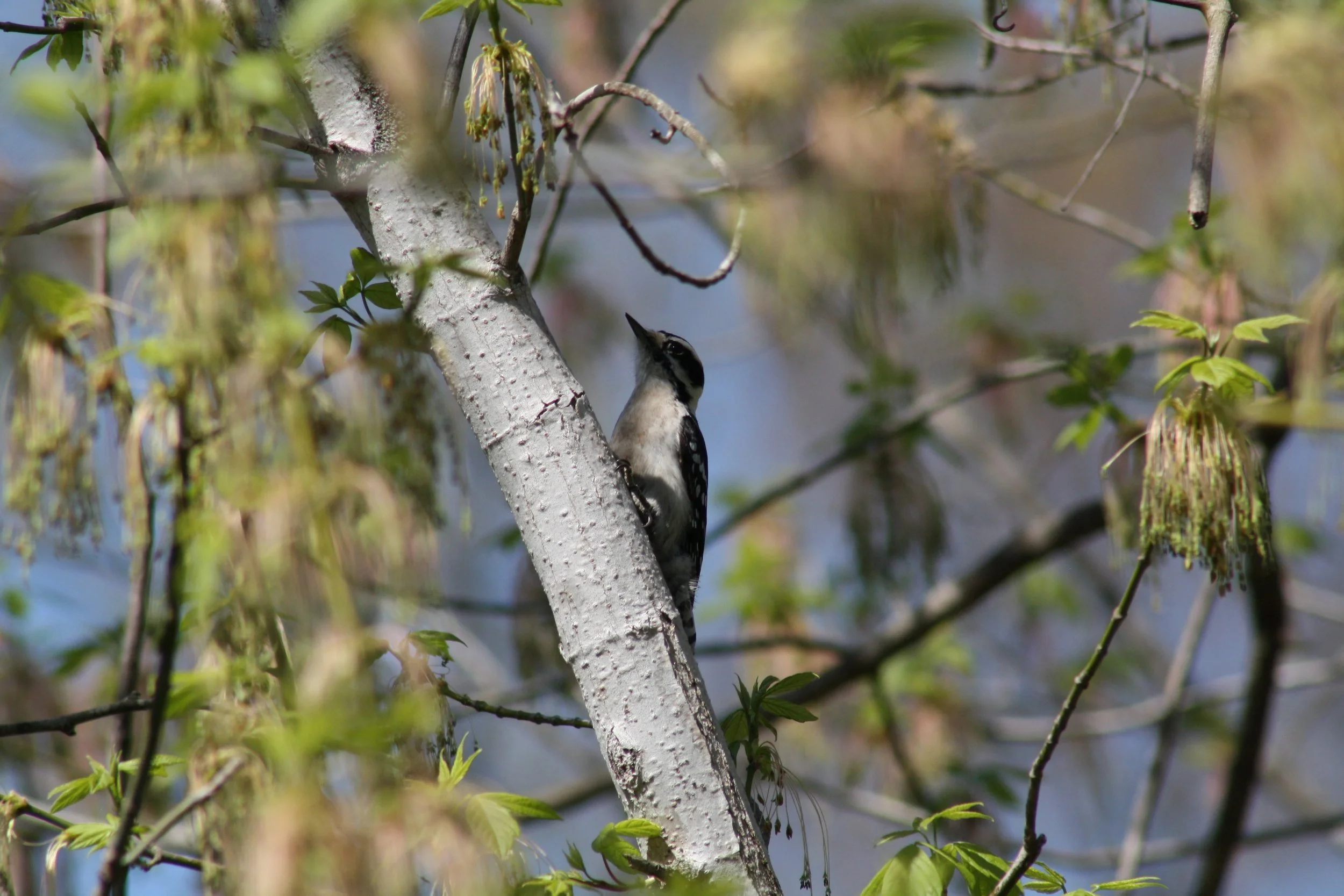 Downy Woodpecker, Roswell, GA, 2025.