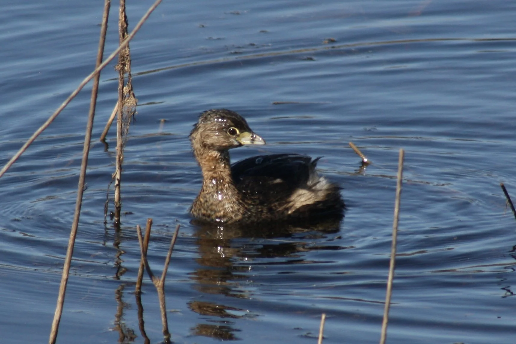 Pied Billed Grebe, Savannah, GA, 2026.