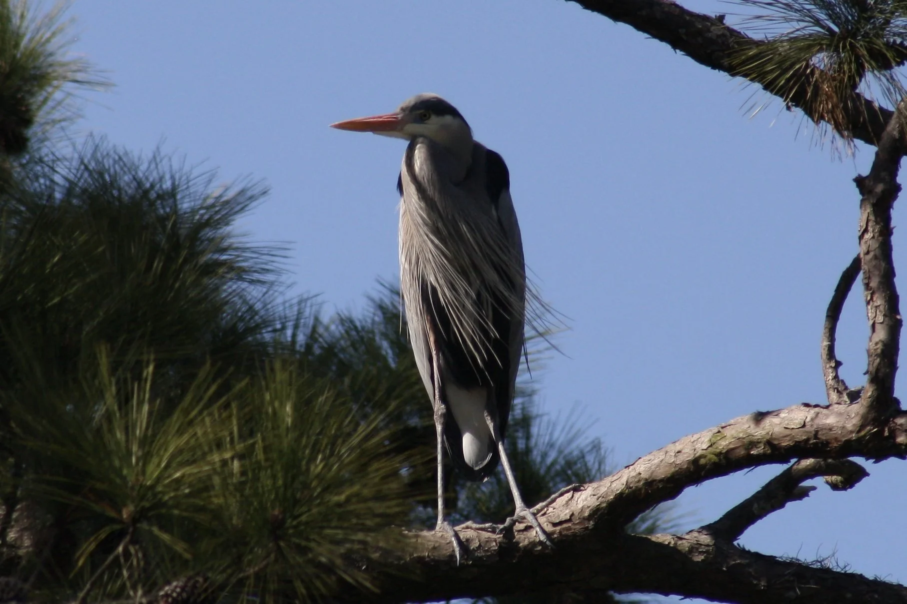 Great Blue Heron, Skidaway Island, GA, 2026.