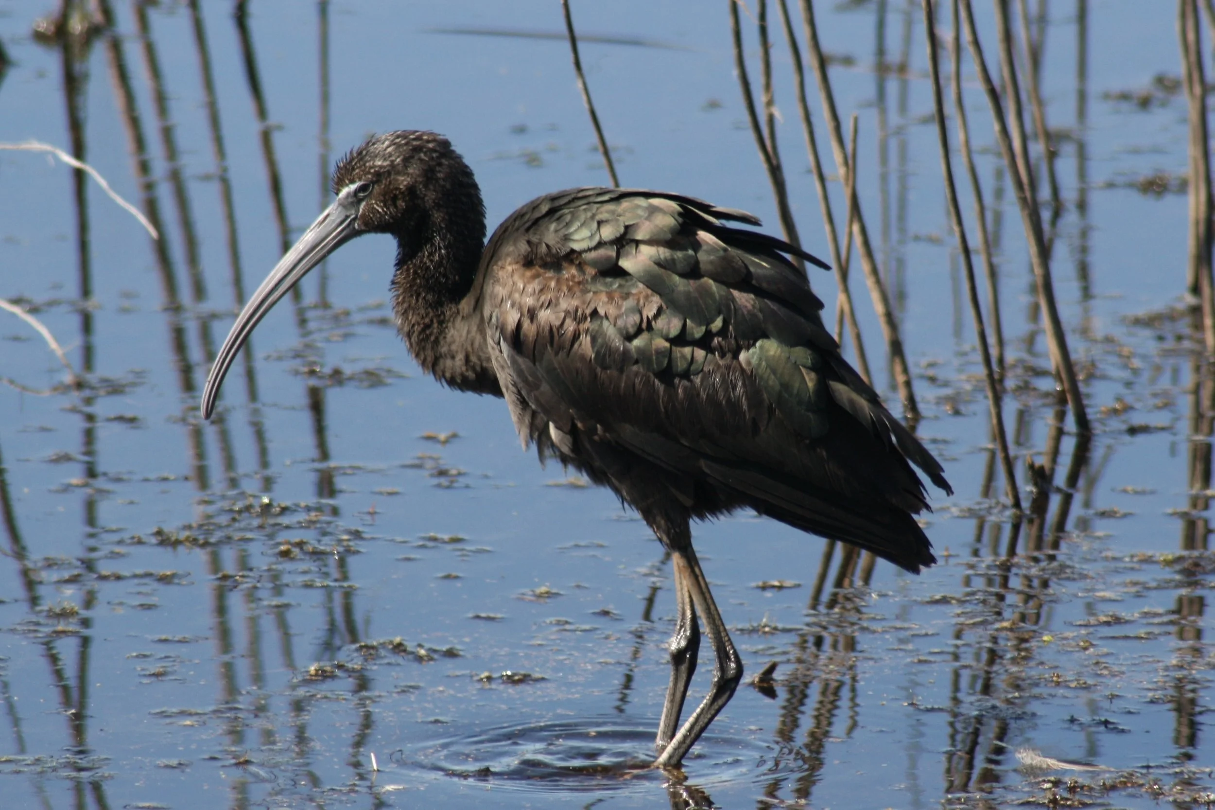 Glossy Ibis, Savannah, GA, 2026.