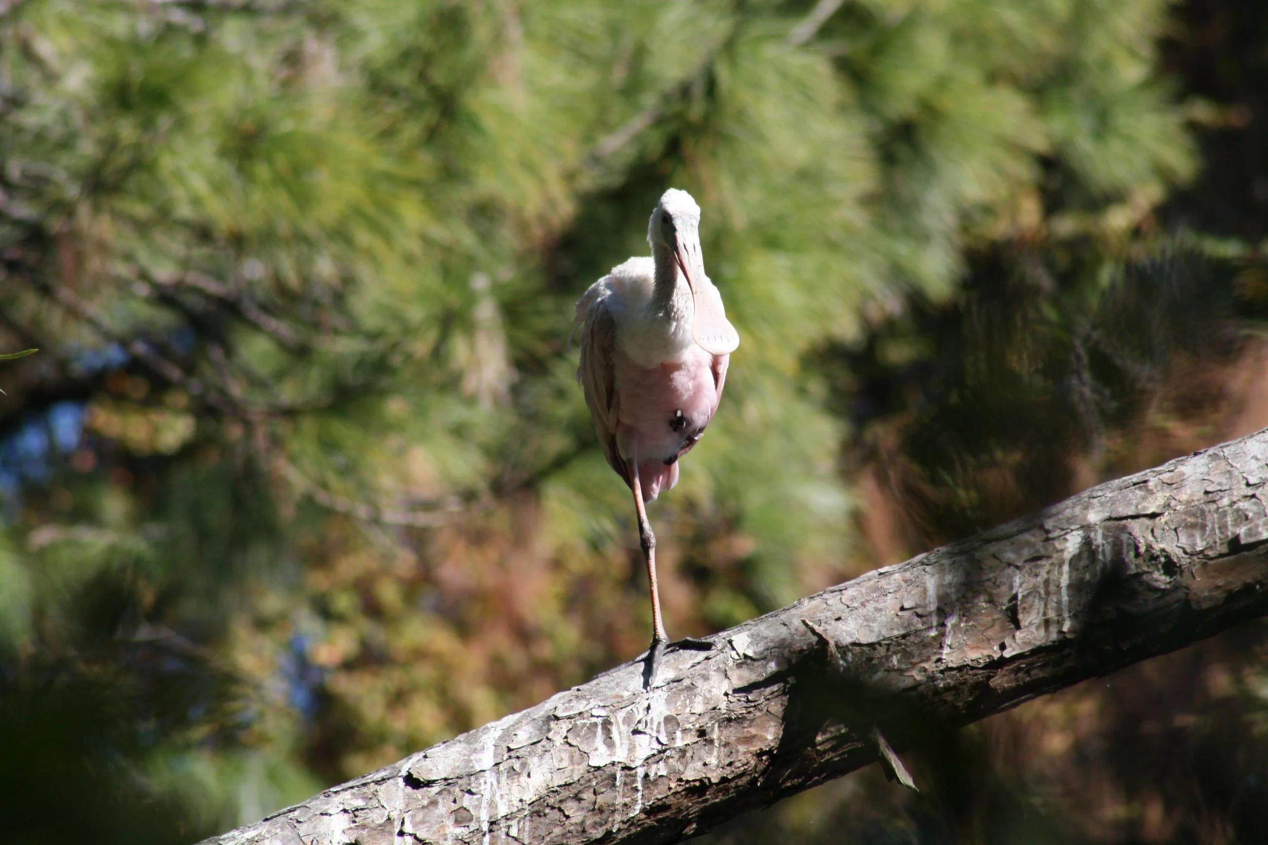Roseate Spoonbill, Jekyll Island, GA, 2025.