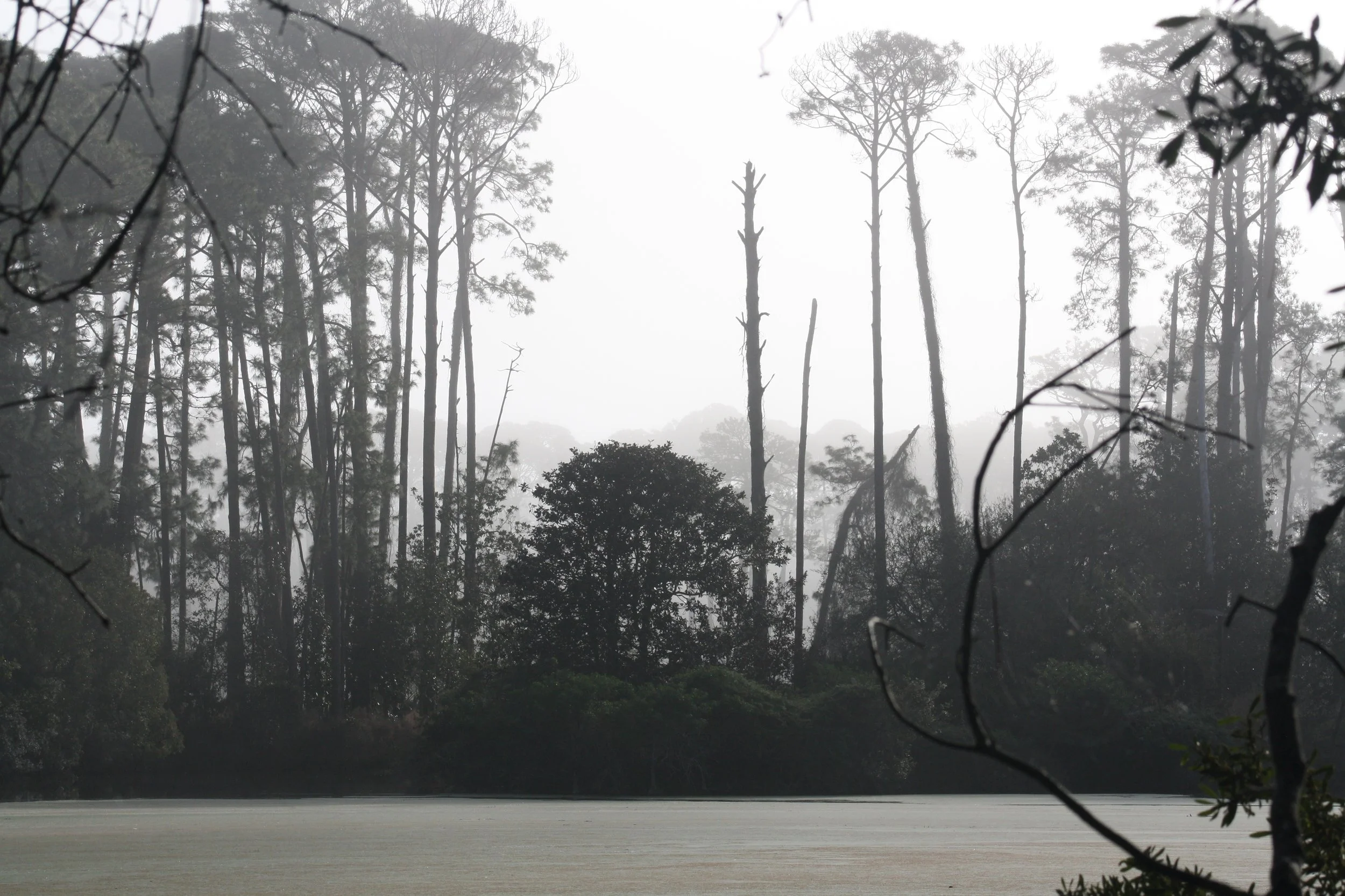 Jekyll Island, GA, 2026.