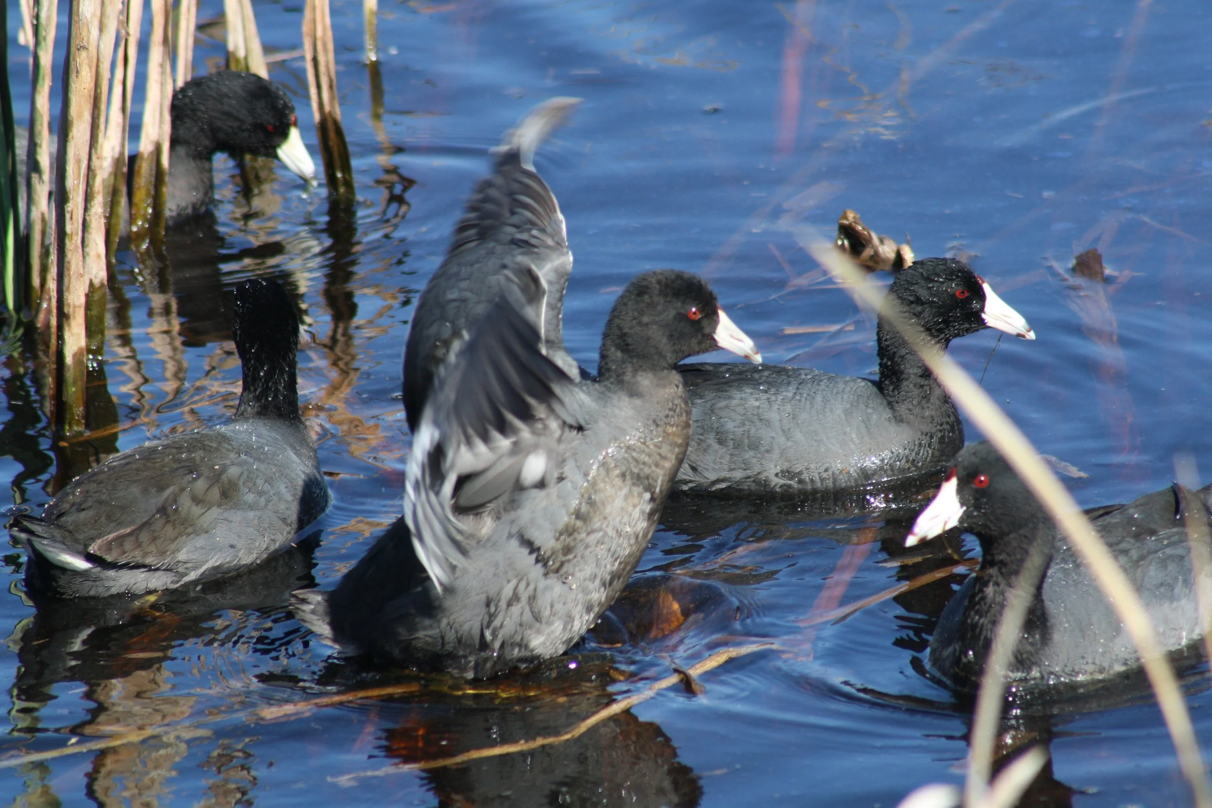 American Coot, Savannah, GA, 2026.