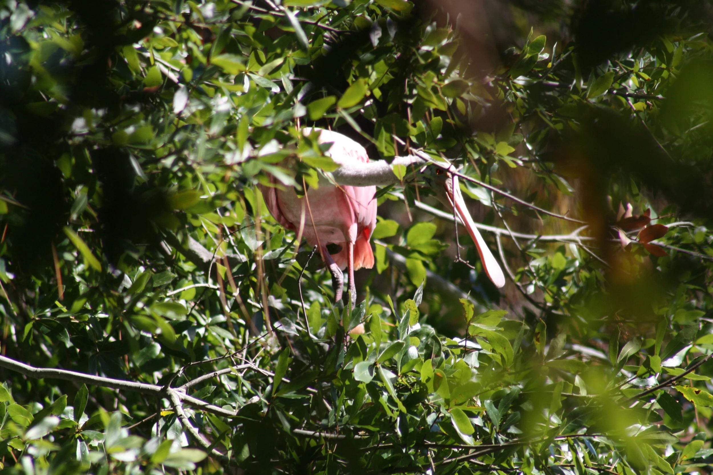 Roseate Spoonbill, Jekyll Island, GA, 2025.