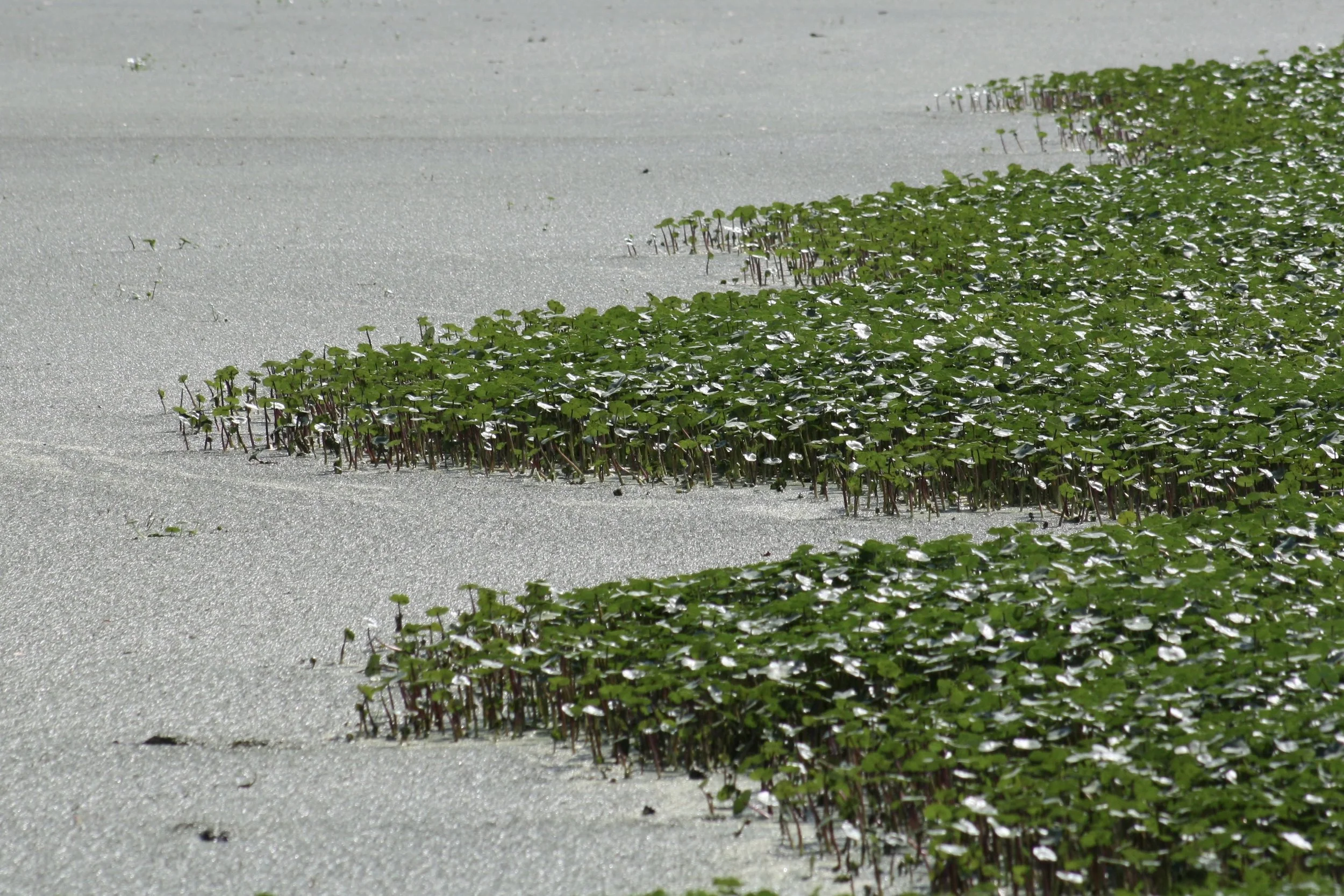 Skidaway Island, GA, 2026.