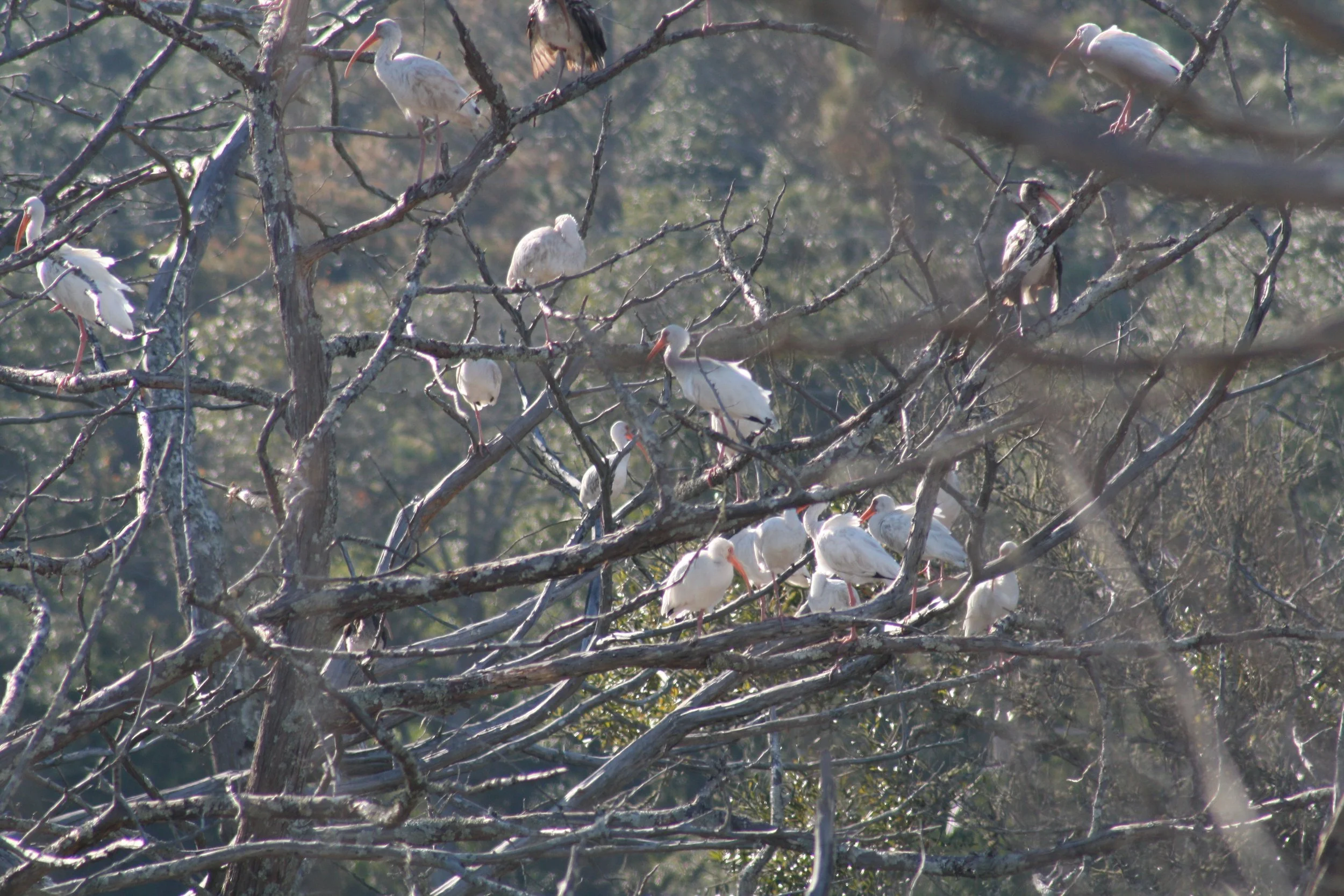 White Ibis, Jekyll Island, GA, 2025.