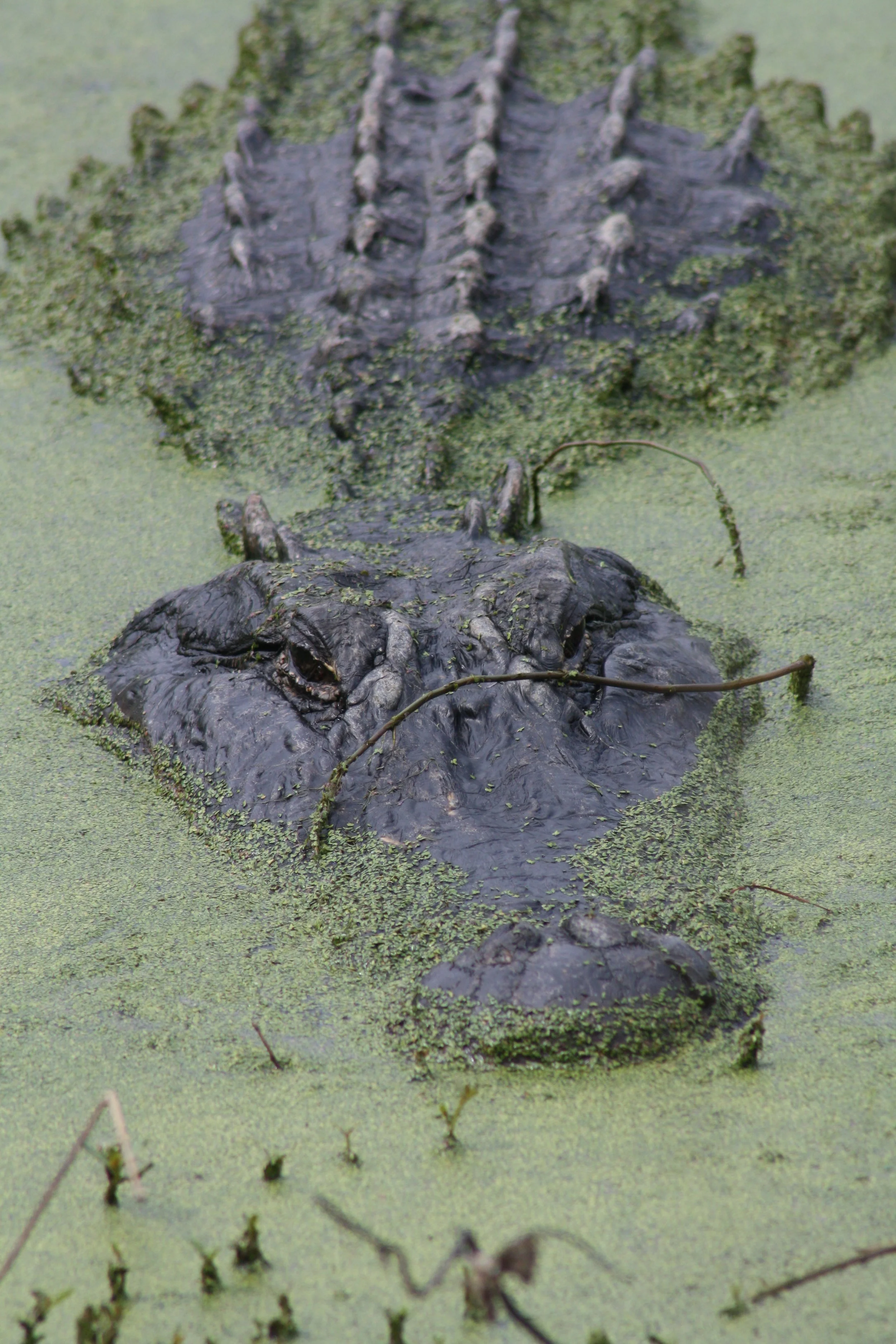 Alligator, Hilton Head Island, SC, 2026.