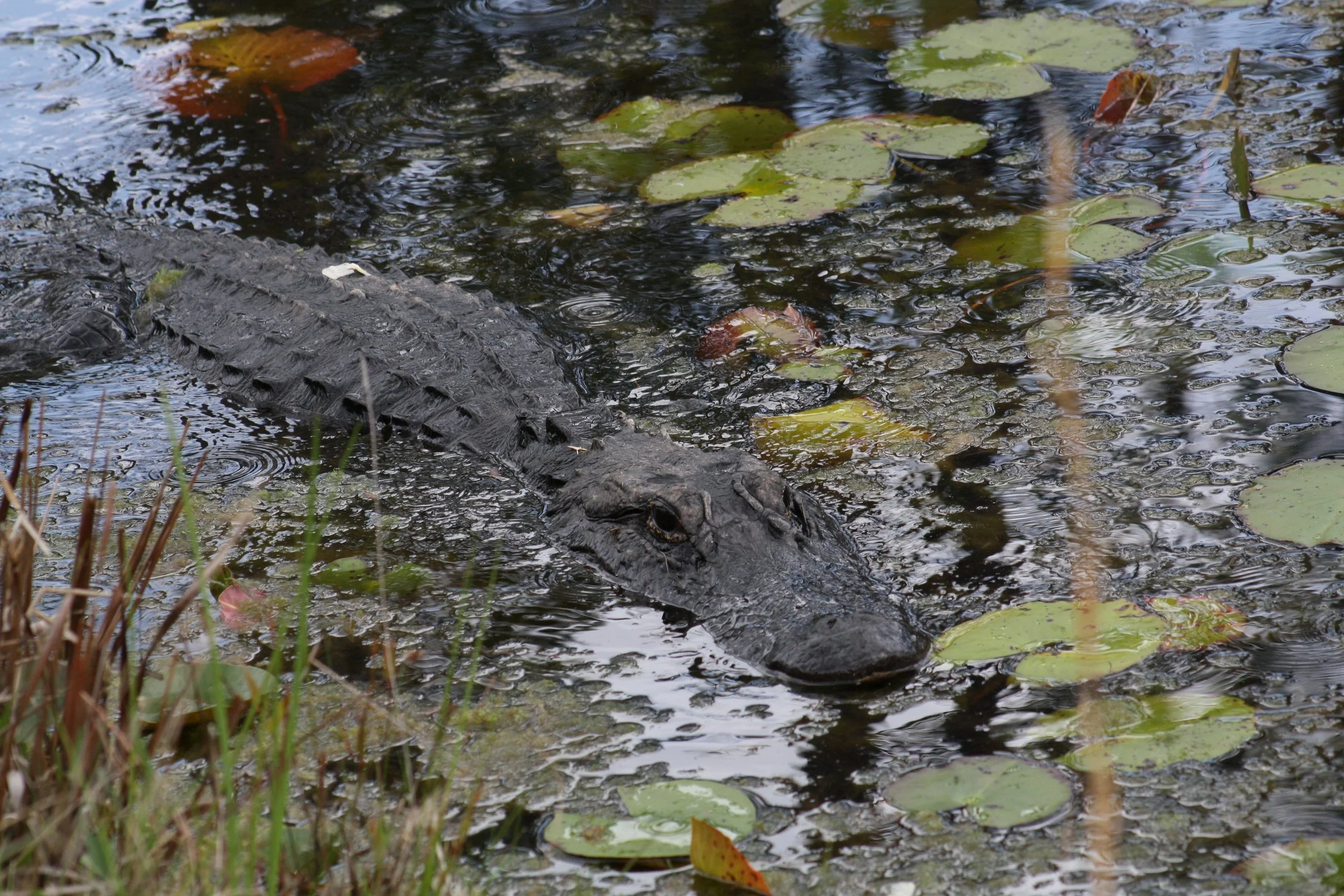 Alligator, Okefenokee Swamp, GA, 2025.