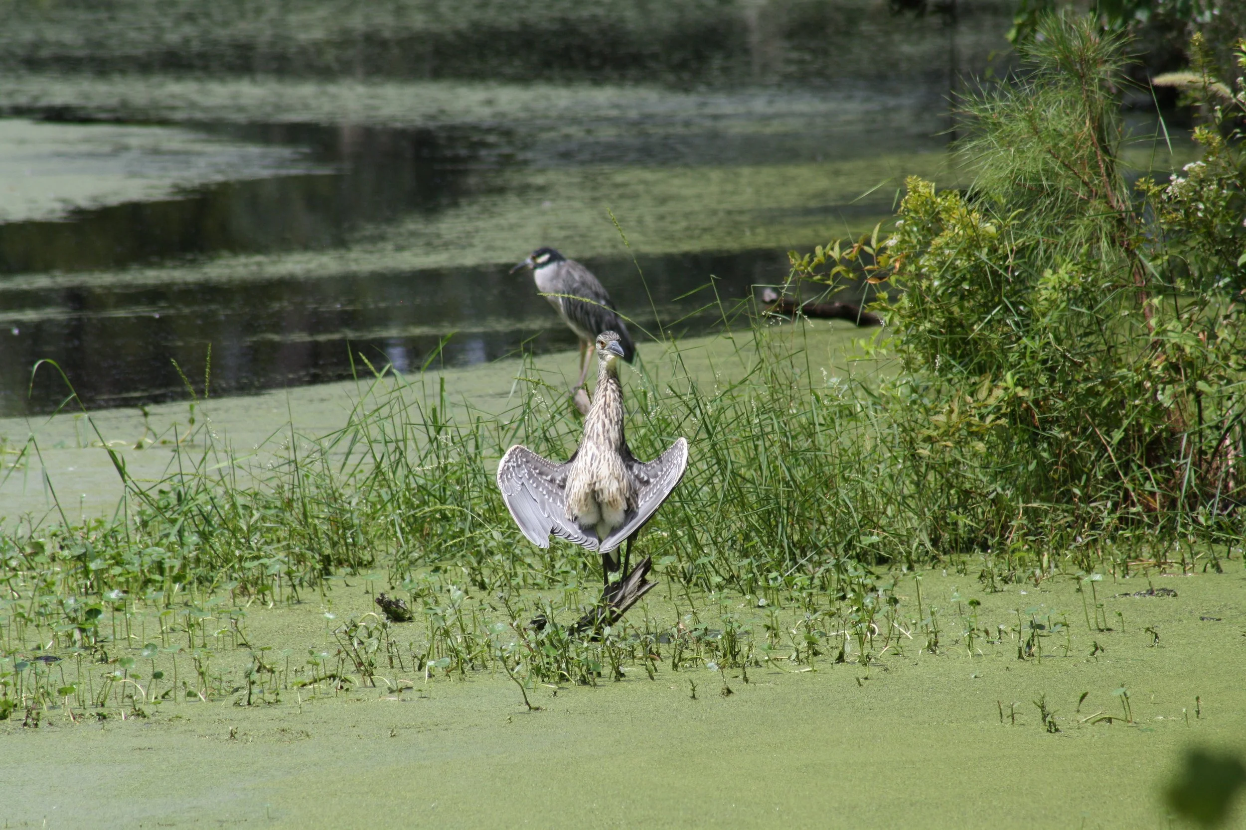Yellow Crowned Night Heron, Skidaway Island, GA, 2025.