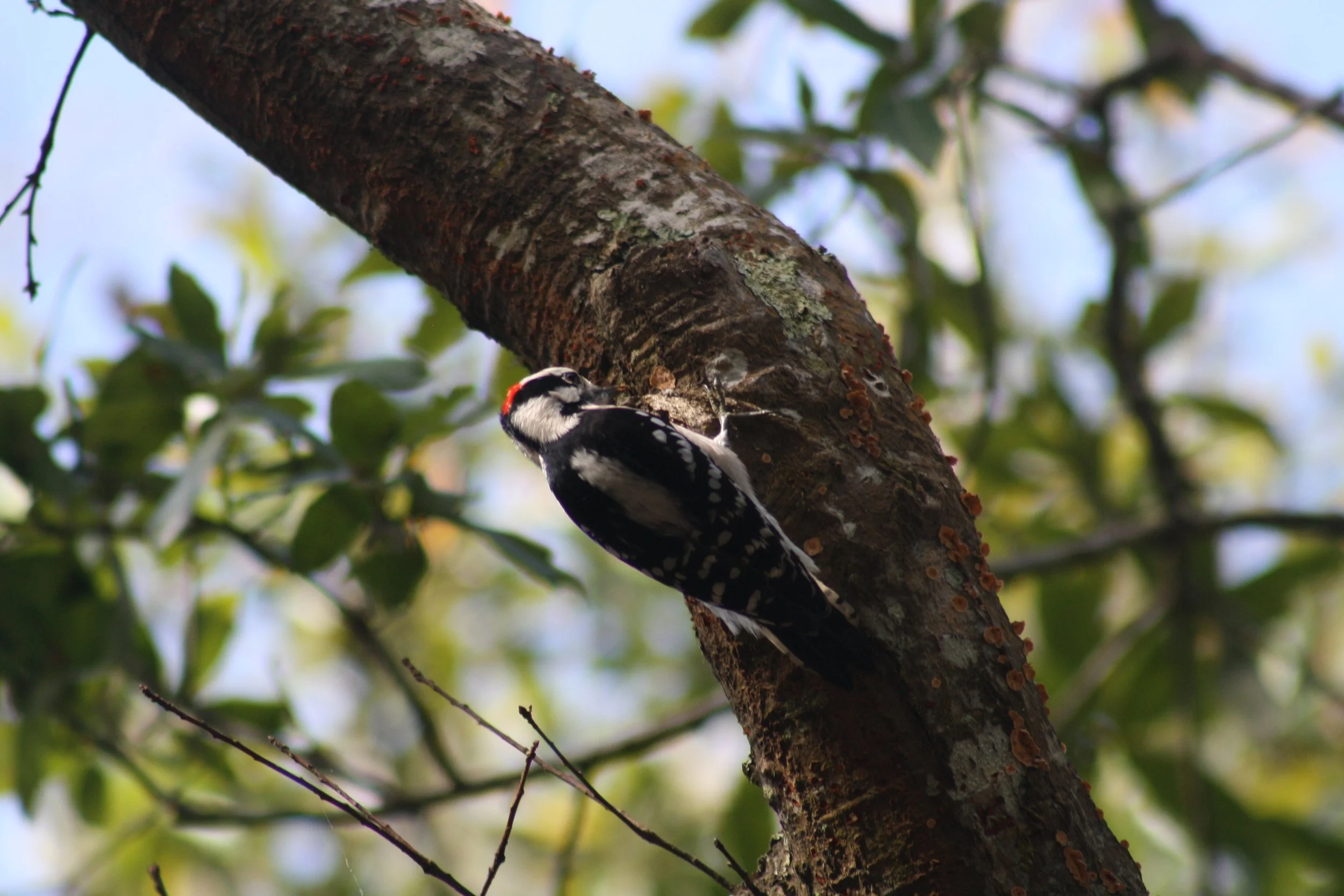 Hairy Woodpecker, Jekyll Island, GA, 2026.
