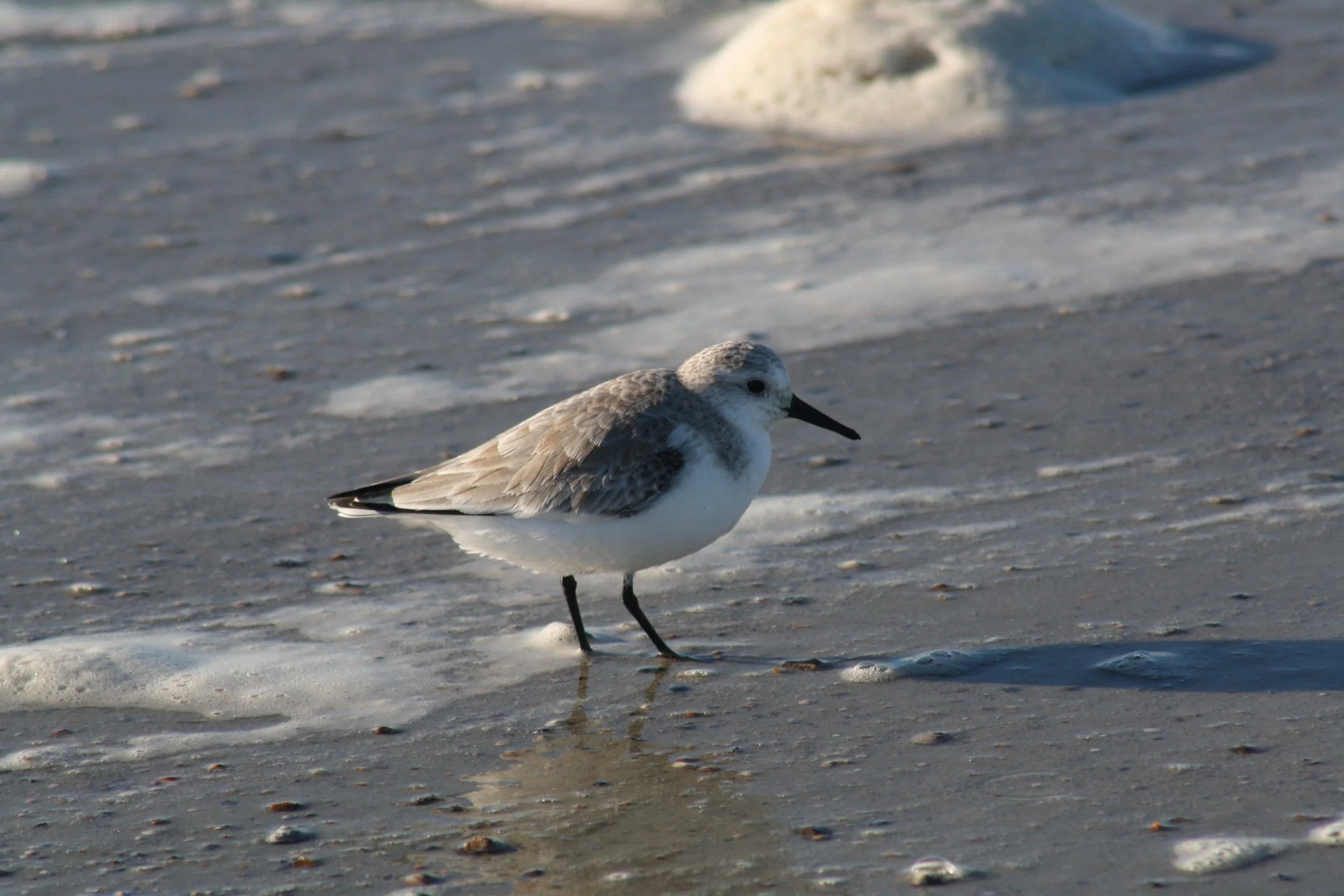 Sanderling, Tybee Island, GA, 2025.