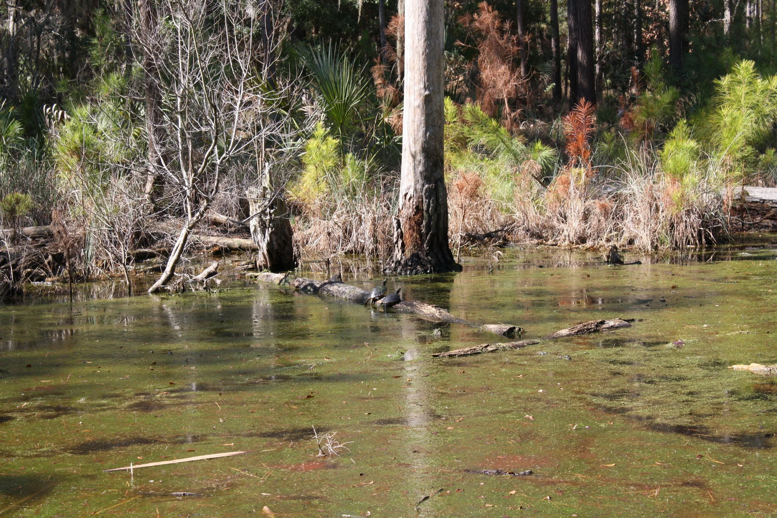 Turtle, Skidaway Island, GA, 2025.