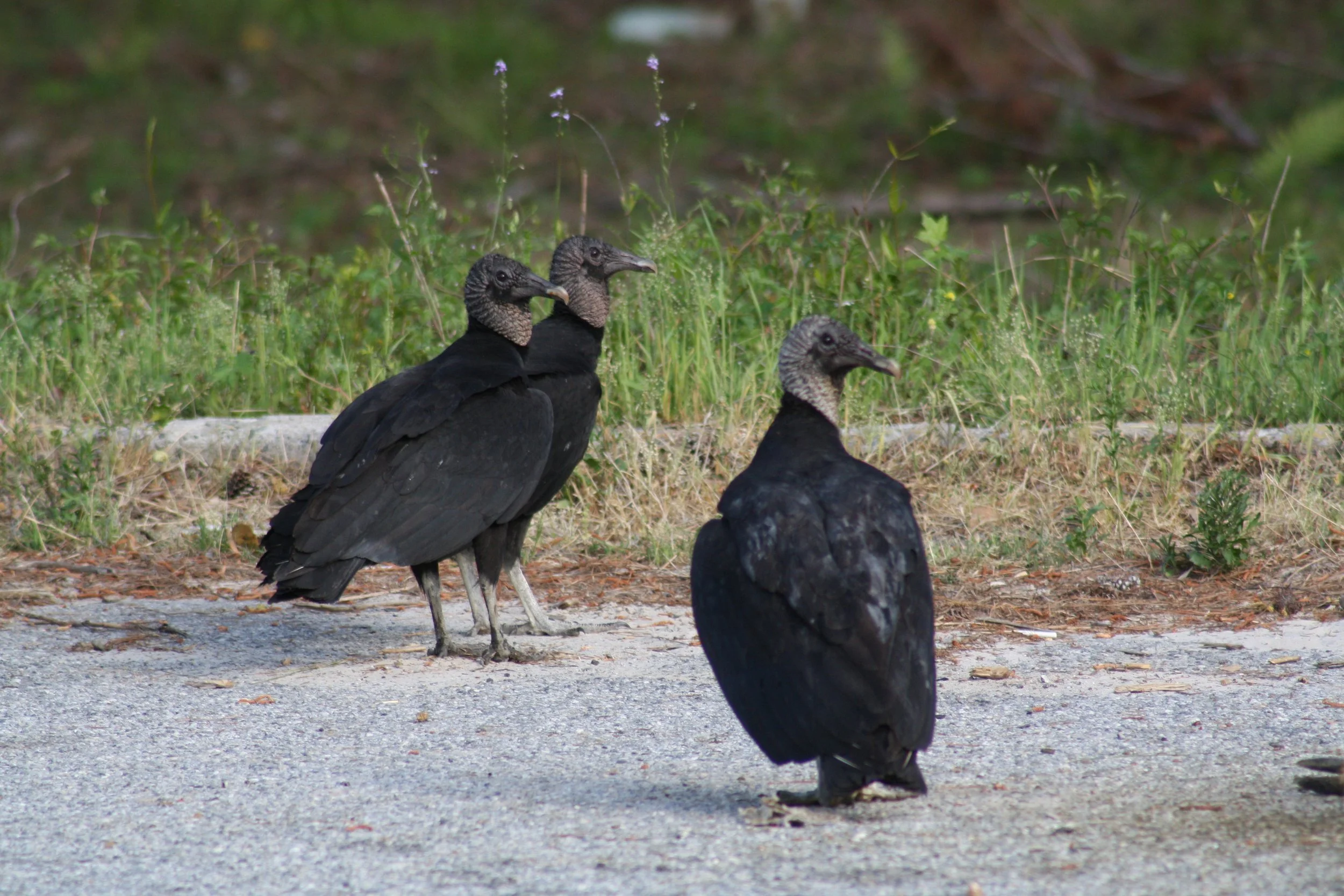 Black Vulture, Okefenokee Swamp, GA, 2025.