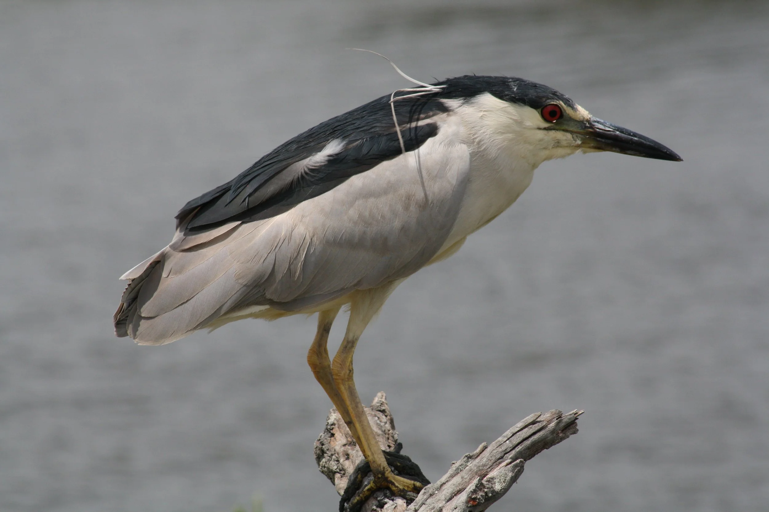 Black Crowned Night Heron, Andrew's Island Causeway, GA, 2025.