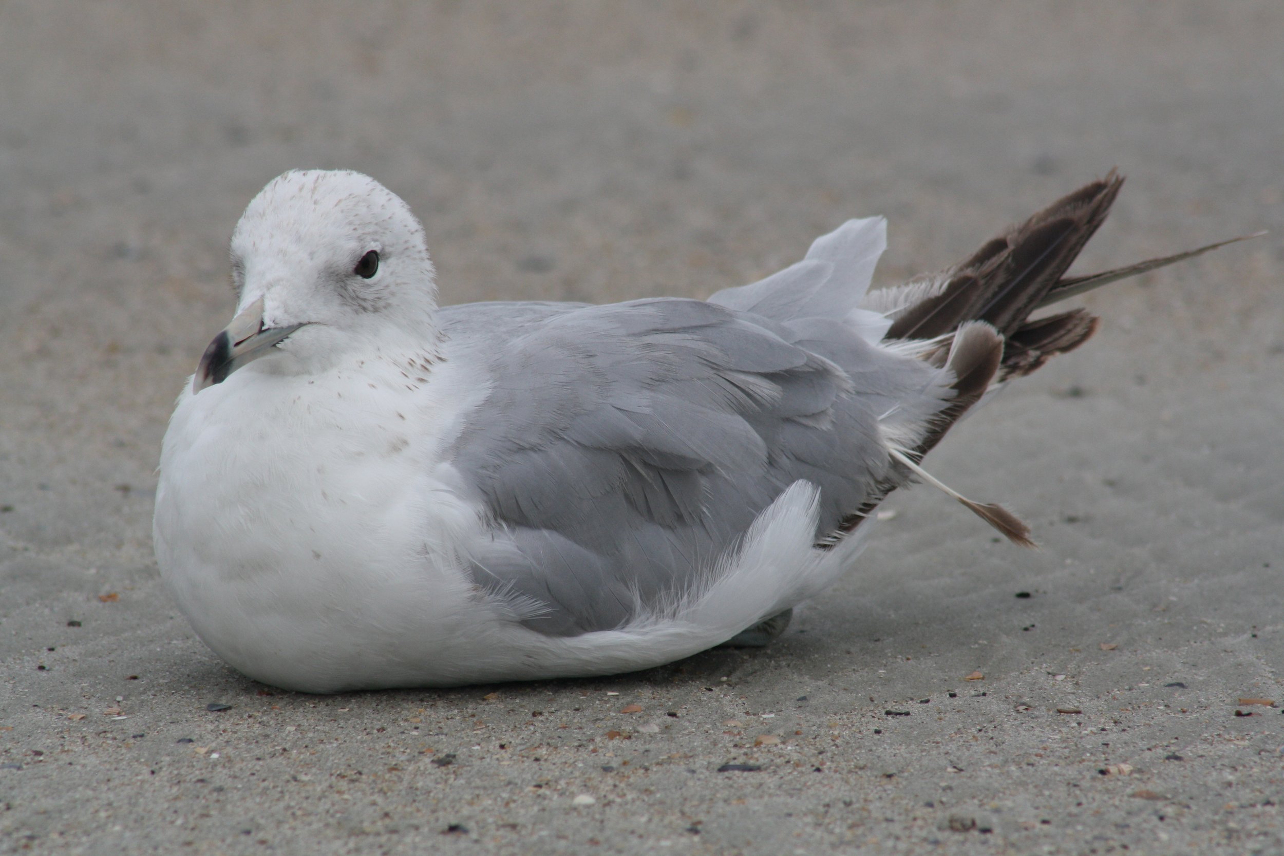 Ring Billed Gull, Tybee Island, GA, 2026.