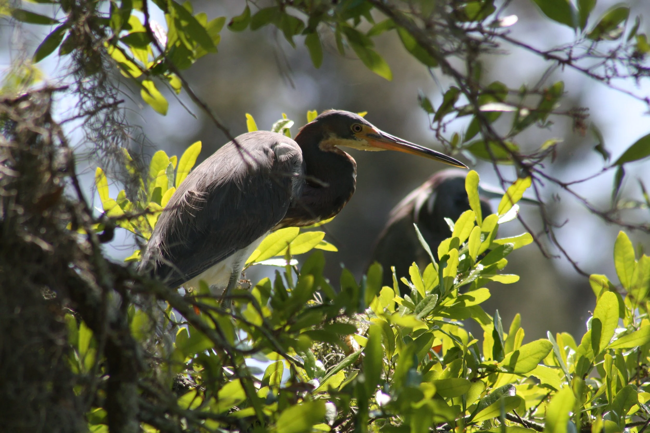 Tricolored Heron, Savannah, GA, 2026.